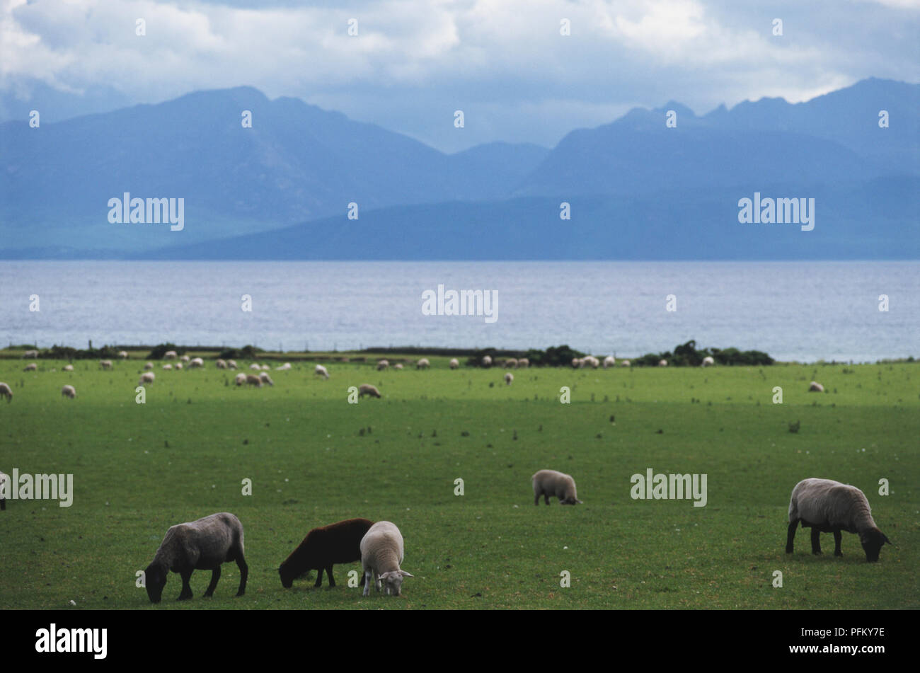 Großbritannien, Schottland, Insel Bute, grasenden Schafen mit Blick auf das Meer und die Berge im Hintergrund Stockfoto