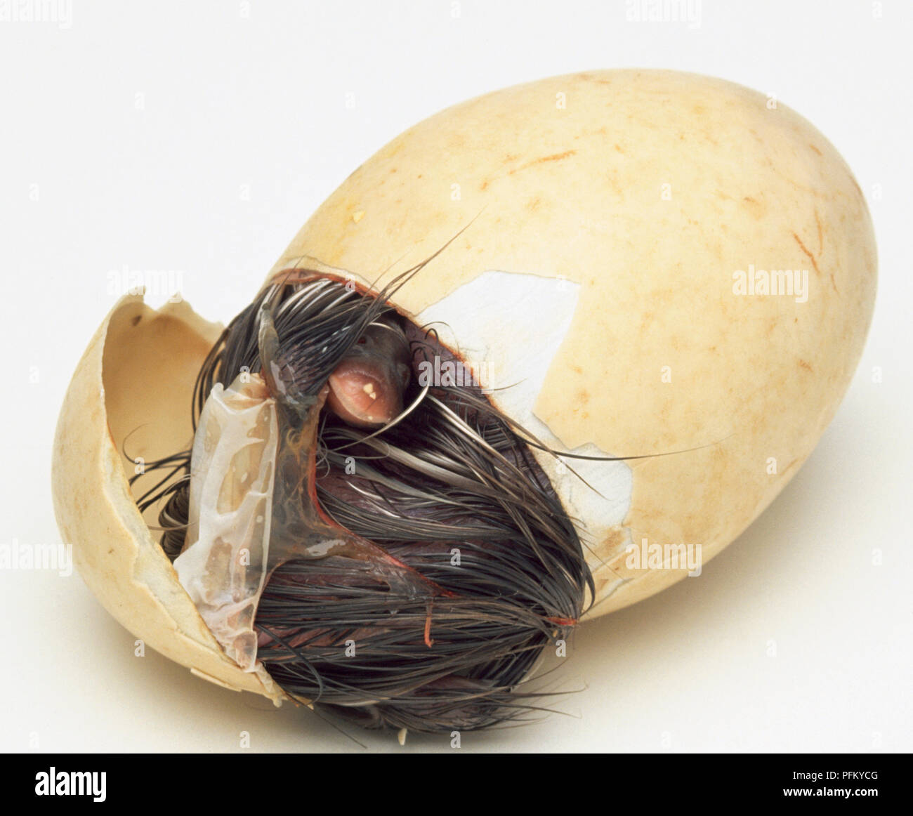 Ansicht von oben ein Unbewachtes Entlein in den frühen Phasen der Schlüpfen aus dem Ei. Stockfoto