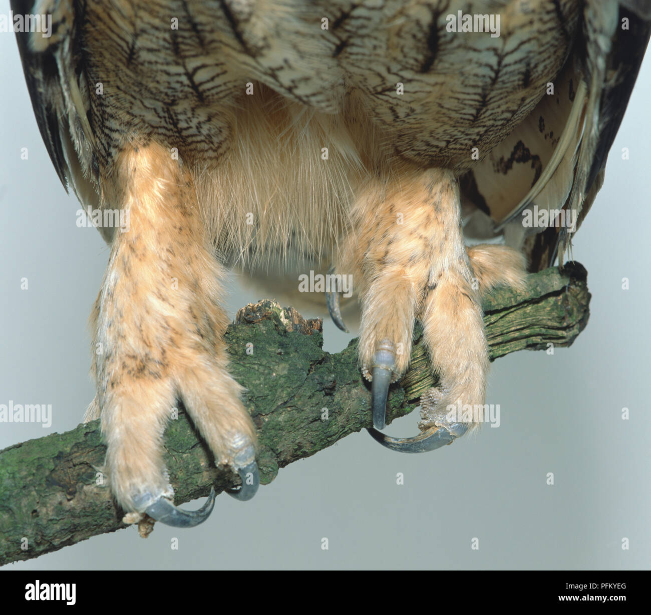 Eule füße Fotos und Bildmaterial in hoher Auflösung Alamy