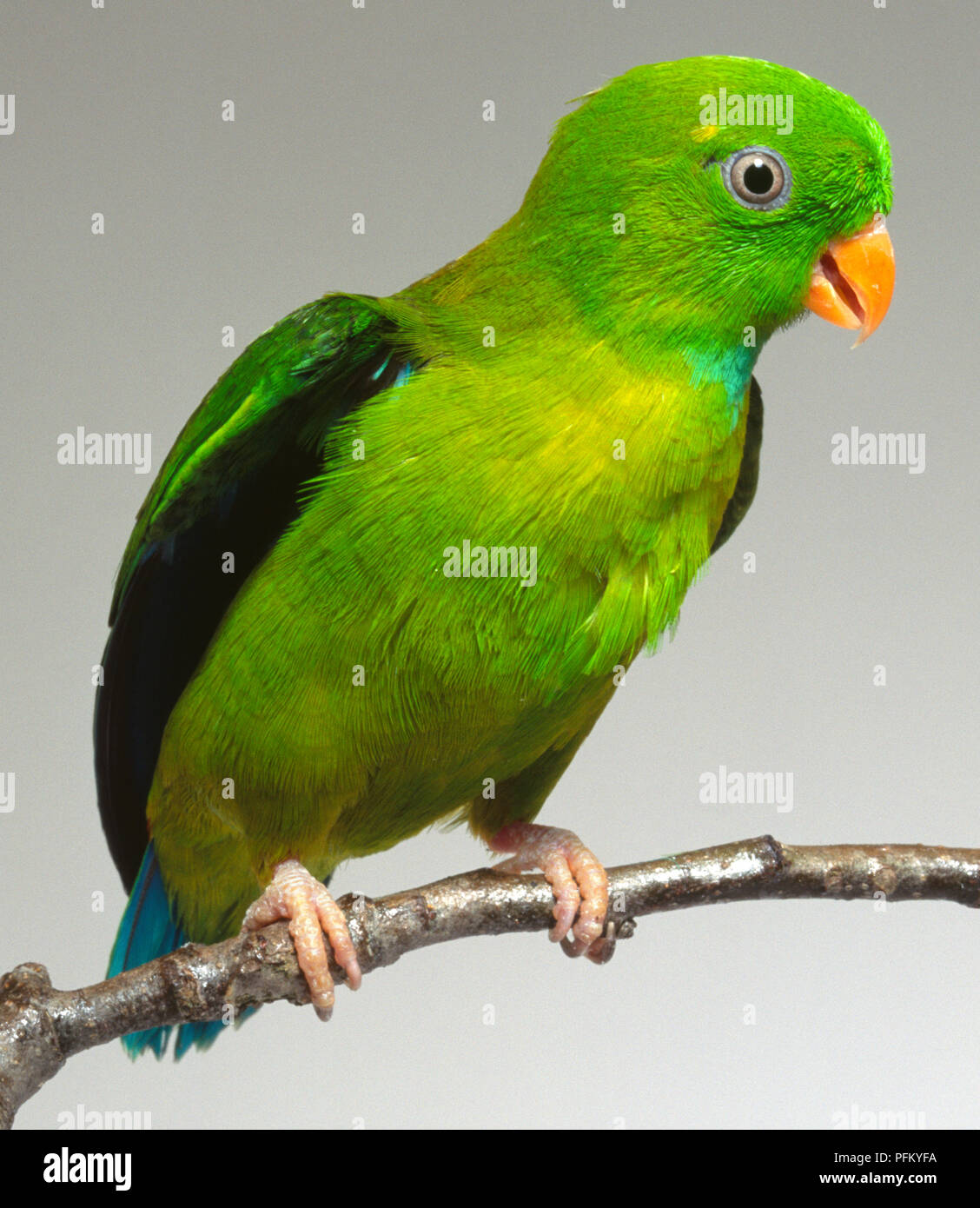 Vorderansicht eines Vernal Hanging-Parrot, Loriculus vernalis, mit Kopf im Profil, hocken auf einem schmalen Zweig. Stockfoto