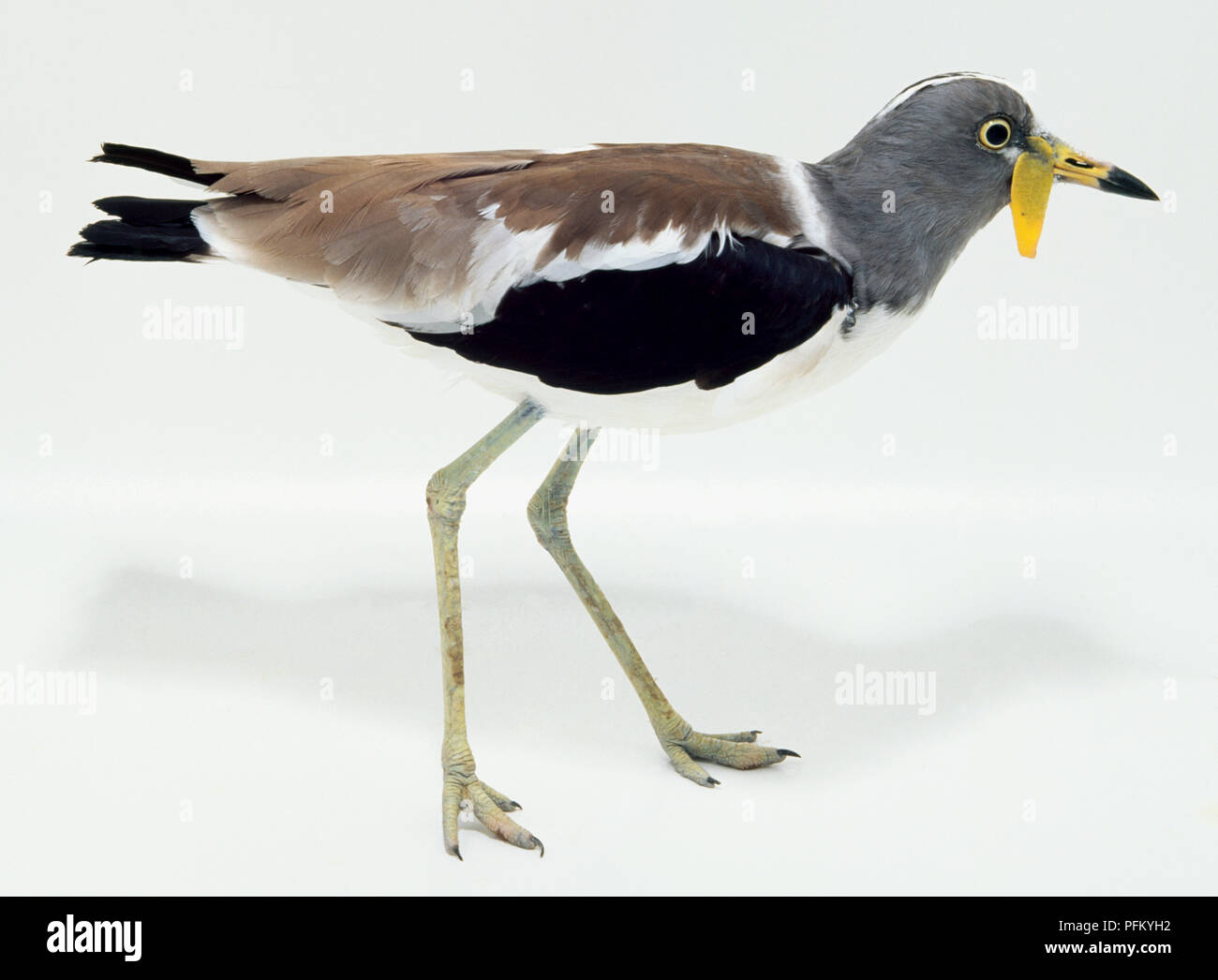 Seitenansicht eines White-Headed Kiebitz mit Kopf im Profil, zeigt das gelbe Gesicht wattle, langen, spitzen Rechnung, braun, schwarz, grau-weißen Gefieder und lange Beine. Stockfoto Seitenansicht eines White-Headed Kiebitz mit Kopf im Profil, zeigt das gelbe Gesicht wattle, langen, spitzen Rechnung, braun, schwarz, grau-weißen Gefieder und lange Beine. Stockfoto