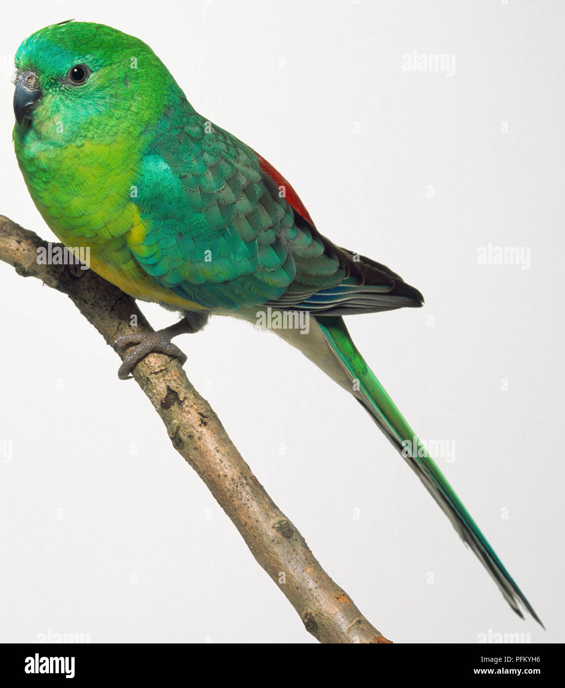 Seitenansicht eines männlichen Red-rumped Papagei (Psephotus haematonotus), mit Kopf im Profil, hocken auf einem schmalen Zweig. Stockfoto