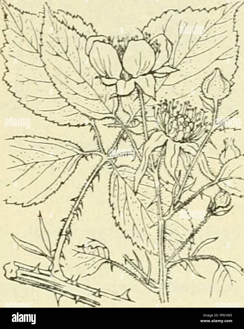 Dieser Text beschreibt *Rubus gratus*, eine Pflanze aus der Familie der Rosaceae, die in Europa, insbesondere in den Niederlanden und Teilen Nordwestdeutschlands, vorkommt. Es hat regelmäßige, fein gezackte Blätter und schmale, längliche Blütenblätter. Die Art wurde in Wassenaar, Niederlande, nachgewiesen. Stockfoto