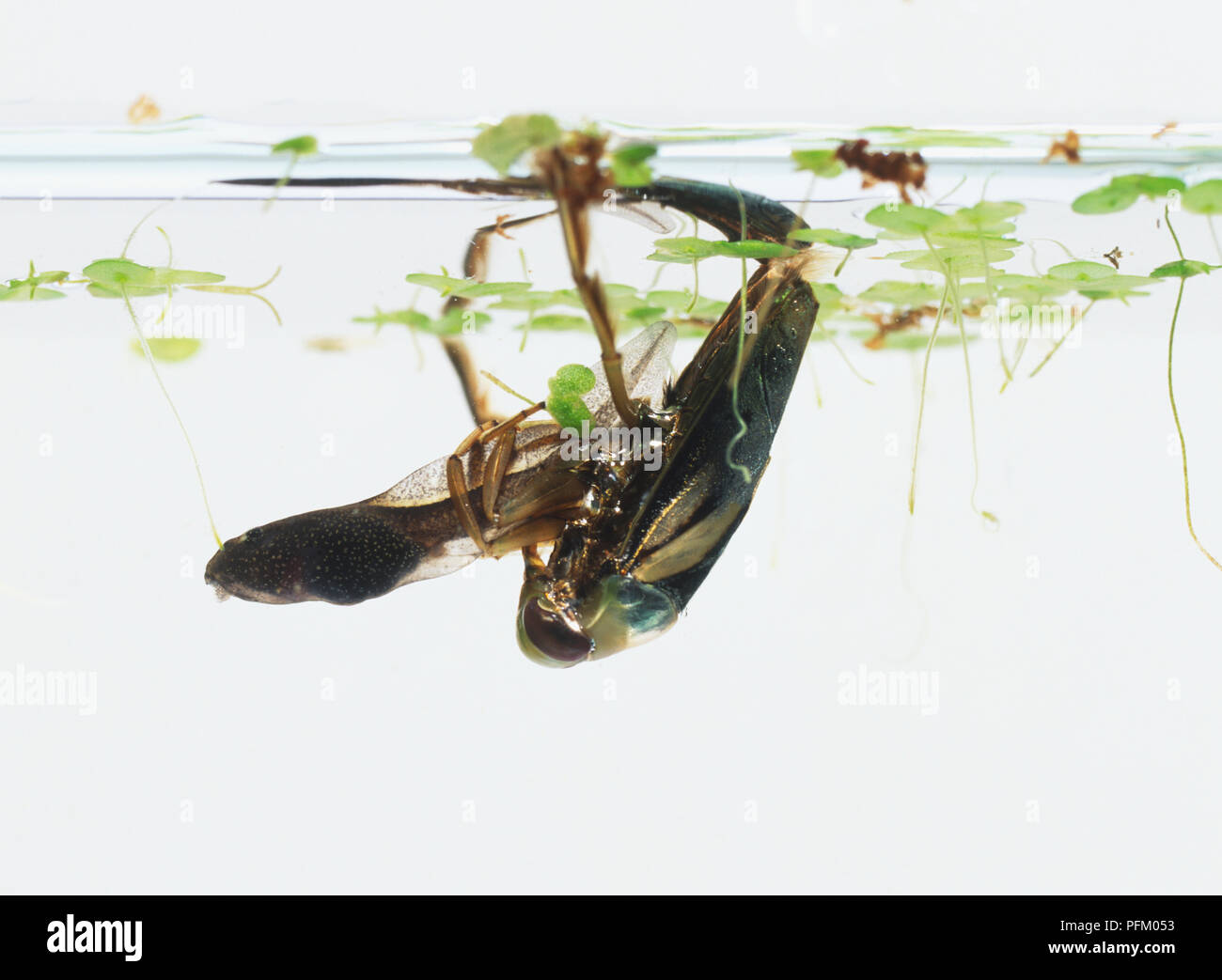 Wasser Bootsmann (Notonecta Hastata) Unterwasser Stockfoto