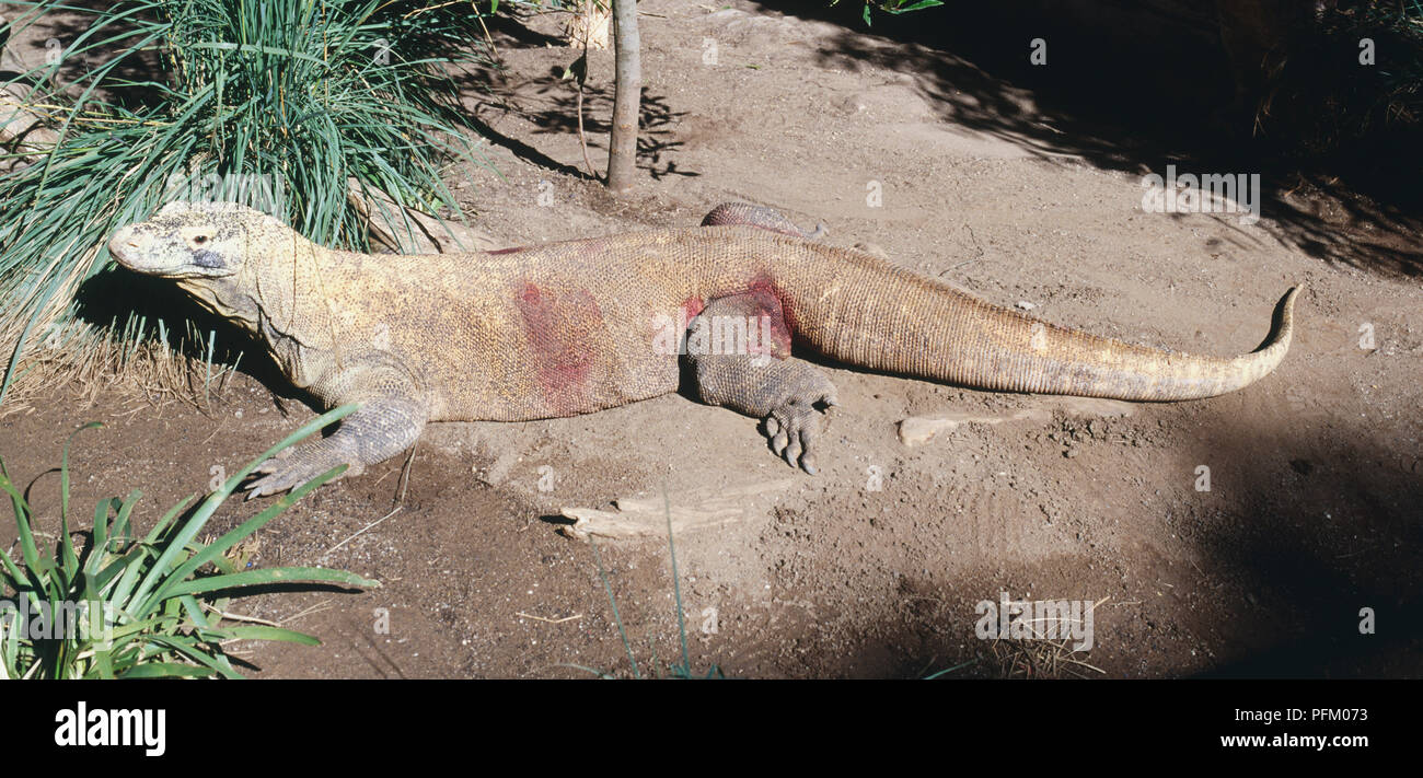 Komodo Waran (Varanus komodensis) liegend im Schlamm, Seitenansicht Stockfoto