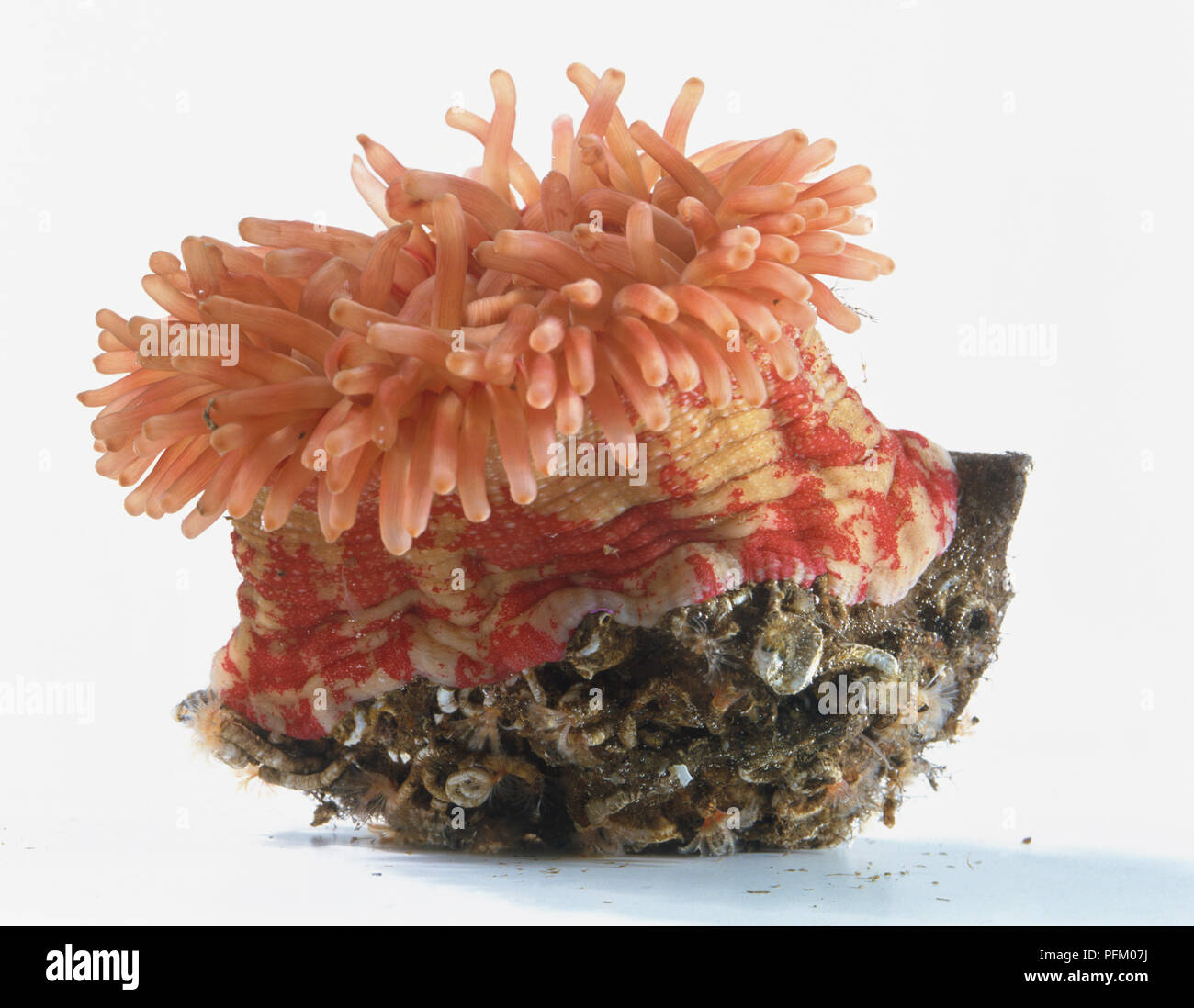 Seeanemone (Actiniaria) mit erweiterter rot Tentakeln. Stockfoto