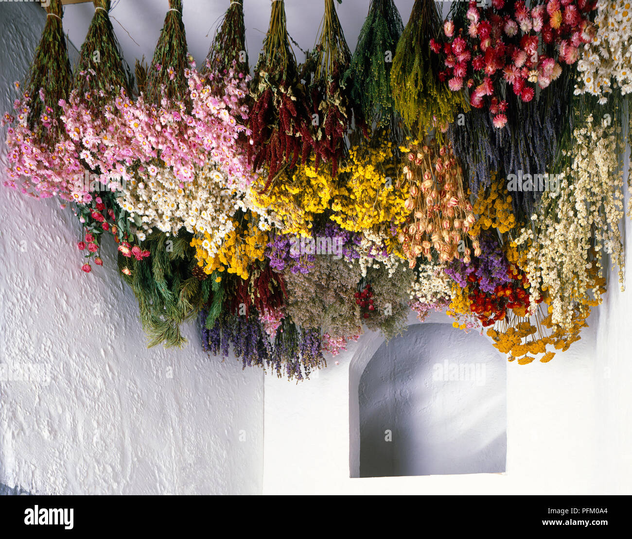 blumen von der decke hängen Fotos und Bildmaterial in