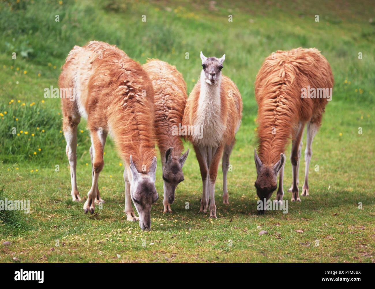Vier Guanakos (Lama Guanicoe) Beweidung, der Mittlere suchen Stockfoto