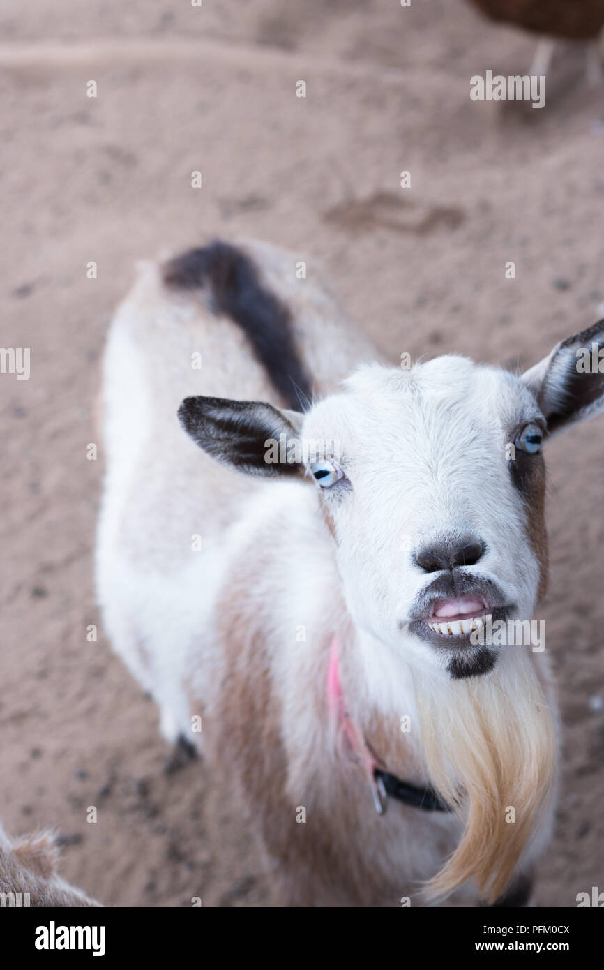Single Schwarz, Weiß und Tan, bärtigen, blaue Augen nigerianischen Zwerg Haustier Ziege auf Kamera schaut mit bösem Grinsen auf dem Gesicht zeigen Zähne, humorvoll, lustig, Cha Stockfoto