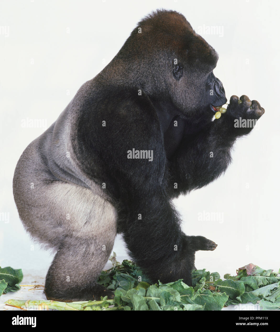 Silverback Flachlandgorilla, geduckt, essen grüne Trauben, stehend unter Kohlblätter, Seitenansicht. Stockfoto