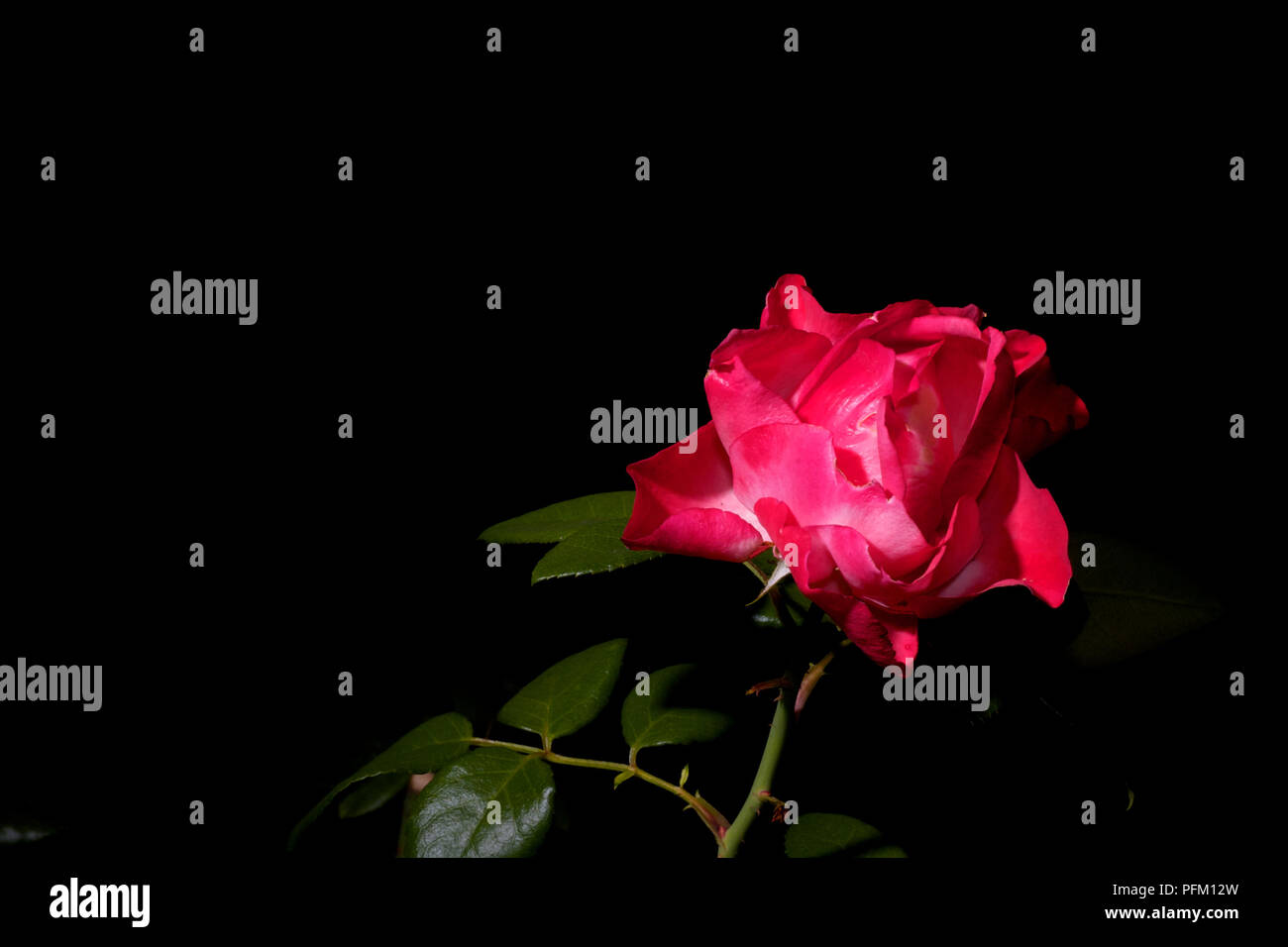 Eine rosarote Rose isoliert auf schwarzem Hintergrund Stockfoto