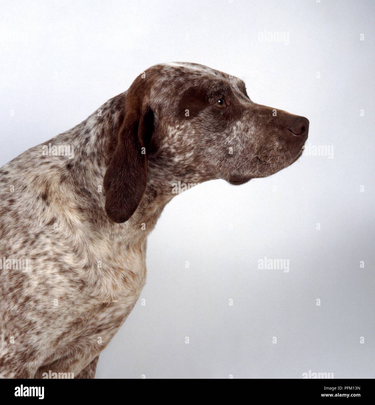 Braque Du Bourbonnais Hund mit Kopf im Profil Stockfoto