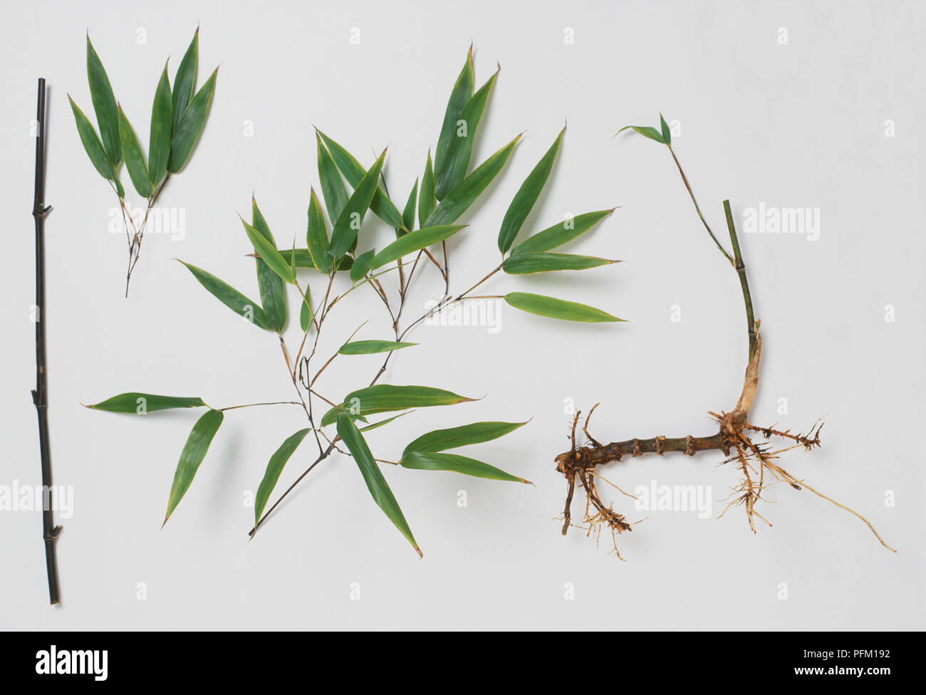 Phyllostachys nigra (schwarze Bambus), culm, Blätter und Rhizom, close-up Stockfoto