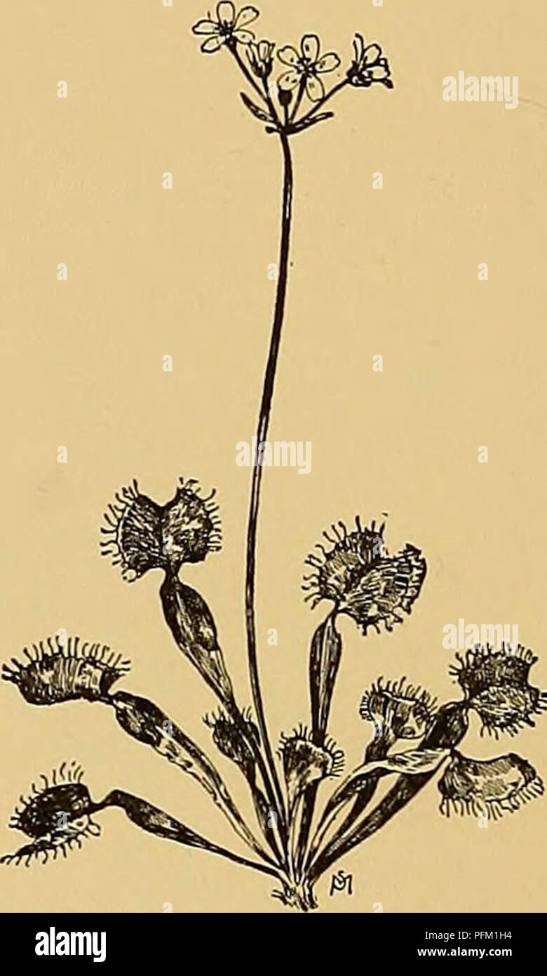. Cyclopedia der amerikanischen Gartenbau, bestehend aus Anregungen für den Anbau von Gartenpflanzen, Beschreibungen der Arten von Obst, Gemüse, Blumen und Zierpflanzen in den Vereinigten Staaten und in Kanada verkauft, zusammen mit geographischen und Biographische Skizzen. Im Garten arbeiten. 486 DIMORPHOTHECA DIOON Zähne, pilose, die oberste kleiner und enger: Pe-duncles Terminal, nickt fr.: Fls. Weiß, pur-ple oder unter verfärbt. Var. lignldsa, Voss [CaUn-dula Pdngei, Hort.), ist eine doppelte Form - die Köpfe voller Rochen - mit Kopf weiß auf der oberen Seite und Gelb oder Violett unter. Stockfoto . Cyclopedia der amerikanischen Gartenbau, bestehend aus Anregungen für den Anbau von Gartenpflanzen, Beschreibungen der Arten von Obst, Gemüse, Blumen und Zierpflanzen in den Vereinigten Staaten und in Kanada verkauft, zusammen mit geographischen und Biographische Skizzen. Im Garten arbeiten. 486 DIMORPHOTHECA DIOON Zähne, pilose, die oberste kleiner und enger: Pe-duncles Terminal, nickt fr.: Fls. Weiß, pur-ple oder unter verfärbt. Var. lignldsa, Voss [CaUn-dula Pdngei, Hort.), ist eine doppelte Form - die Köpfe voller Rochen - mit Kopf weiß auf der oberen Seite und Gelb oder Violett unter. Stockfoto