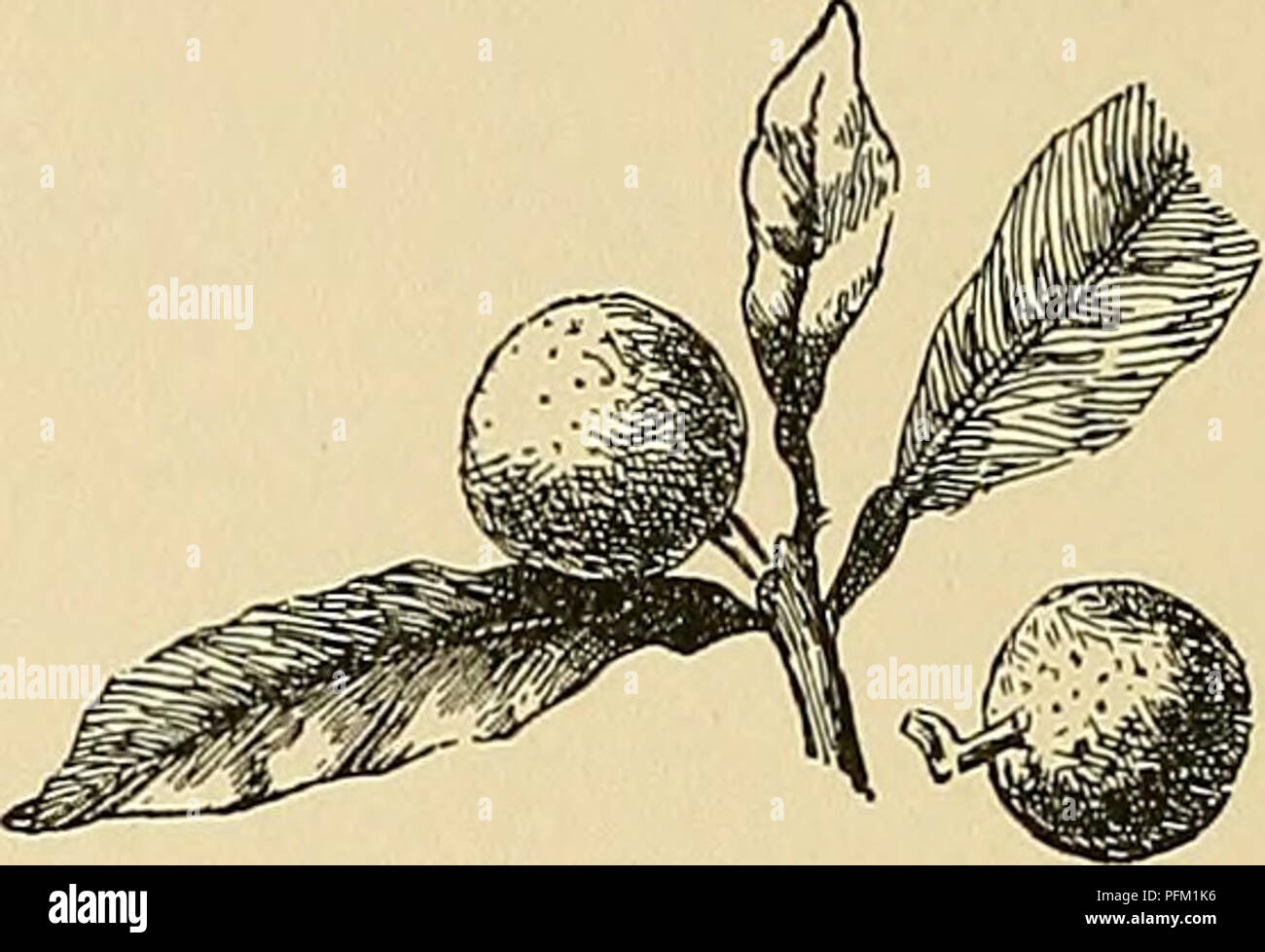 . Cyclopedia der amerikanischen Gartenbau, bestehend aus Anregungen für den Anbau von Gartenpflanzen, Beschreibungen der Arten von Obst, Gemüse, Blumen und Zierpflanzen in den Vereinigten Staaten und in Kanada verkauft, zusammen mit geographischen und Biographische Skizzen. Gartenarbeit. pot-Anlage für das Haus ist ein Juwel, ein sehr Hand - einige immergrünen Strauch und blühende frei durch den Frühling oder frühen Sommer, dann seine interessante Frucht. Die Blüten sind ähnlich wie die orange, weiß und duftende, aber kleiner. Der Boden am besten angepasst theKum-quat ist ein Licht Lehm oder Sand; es lebt Stockfoto . Cyclopedia der amerikanischen Gartenbau, bestehend aus Anregungen für den Anbau von Gartenpflanzen, Beschreibungen der Arten von Obst, Gemüse, Blumen und Zierpflanzen in den Vereinigten Staaten und in Kanada verkauft, zusammen mit geographischen und Biographische Skizzen. Gartenarbeit. pot-Anlage für das Haus ist ein Juwel, ein sehr Hand - einige immergrünen Strauch und blühende frei durch den Frühling oder frühen Sommer, dann seine interessante Frucht. Die Blüten sind ähnlich wie die orange, weiß und duftende, aber kleiner. Der Boden am besten angepasst theKum-quat ist ein Licht Lehm oder Sand; es lebt Stockfoto