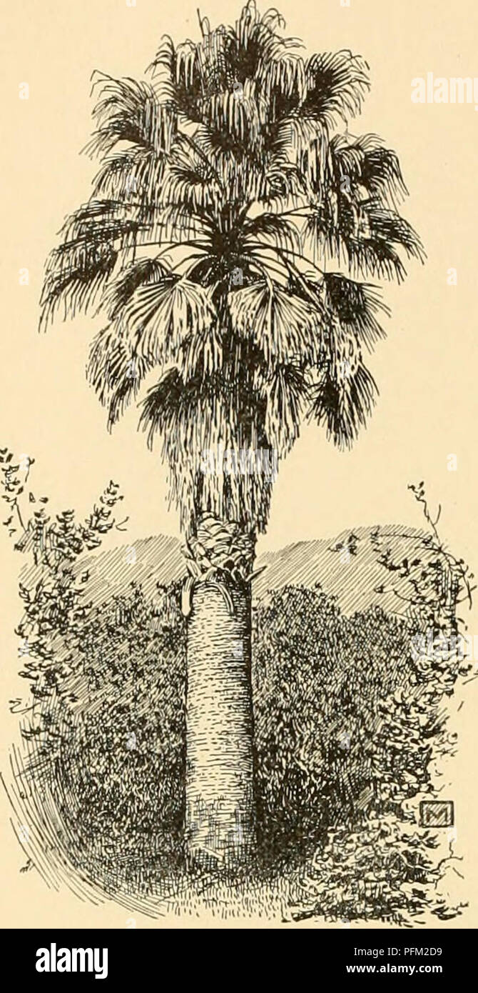 . Cyclopedia der amerikanischen Gartenbau: Bestehend aus Anregungen für den Anbau von Gartenpflanzen, Beschreibungen der Arten von Obst, Gemüse, Blumen und Zierpflanzen in den Vereinigten Staaten und in Kanada verkauft, zusammen mit geographischen und Biographische Skizzen. Gartenbau, Gartenbau, Gartenbau, Gartenbau. 1966 WASHINGTONIA Sonorcf und 11 iohu, ta sind entlang des Pazifischen Hang von Mexiko auf der Ra iinland oder auf der Halbinsel von Baja C gefunden - difornia hile der Typuslokalität der ehemaligen gegeben ist als Gua&gt; nn - auf der raiinUn 1 von Mexiko die wenigen. 2/17 Alter Baum oi Washineto Stockfoto