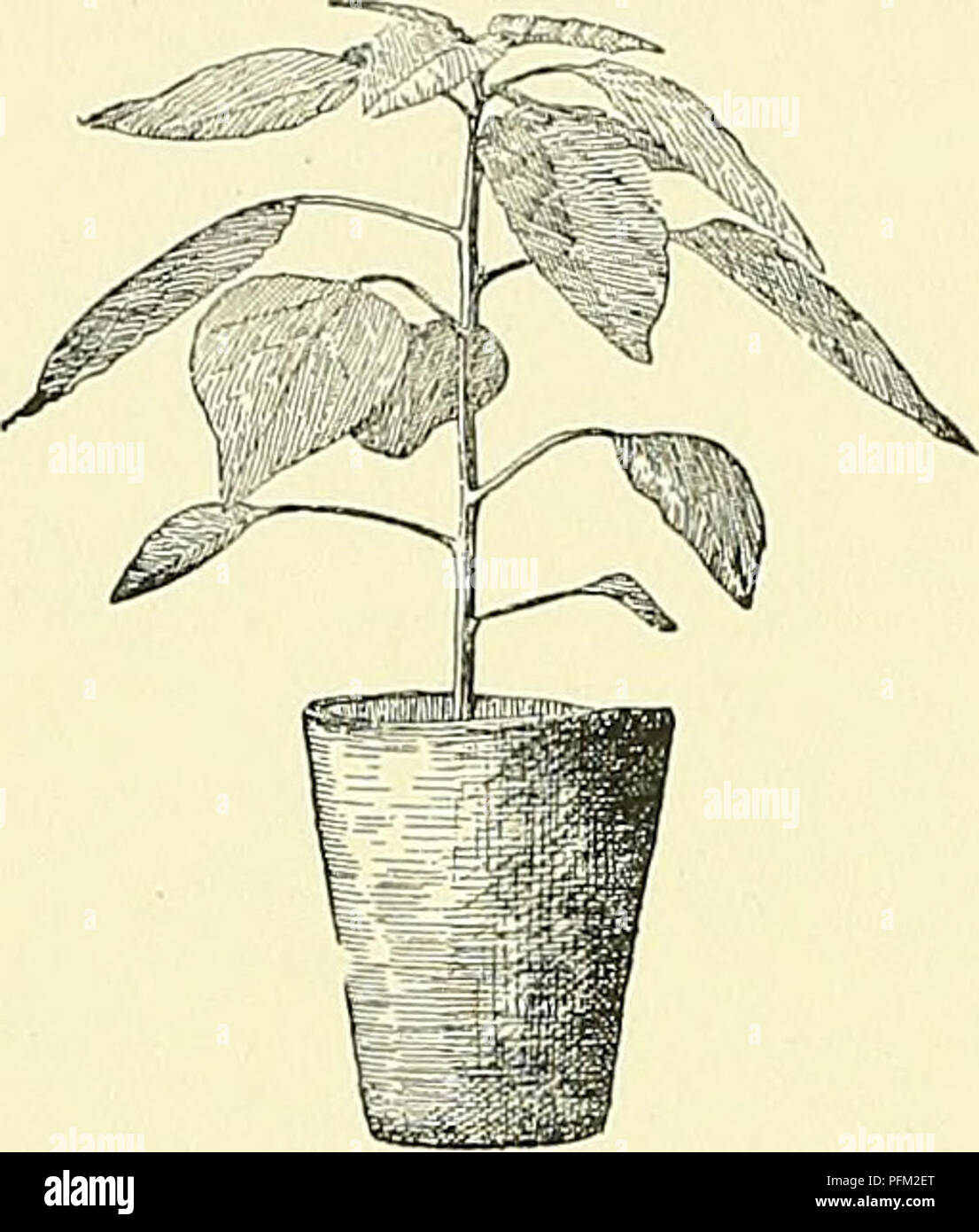 . Cyclopedia der amerikanischen Gartenbau, bestehend aus Anregungen für den Anbau von Gartenpflanzen, Beschreibungen der Arten von Obst, Gemüse, Blumen und Zierpflanzen in den Vereinigten Staaten und in Kanada verkauft, zusammen mit geographischen und Biographische Skizzen. Im Garten arbeiten. 127 Ich PEPPEK PERESKIA über die Samen, die pimgency der meisten kleineren Arten wie Korallen Edelstein, Tabasco, Chili, Cayennepfeffer, und Kirsche erstreckt sich auf den fleischigen Teil, aber in der Regel die großen Arten, wie Ruby King (Abb. 1719), Squash, Bell, süßen Berg- und Golden Queen sind süß oder sehr mäßig scharf mit Stockfoto . Cyclopedia der amerikanischen Gartenbau, bestehend aus Anregungen für den Anbau von Gartenpflanzen, Beschreibungen der Arten von Obst, Gemüse, Blumen und Zierpflanzen in den Vereinigten Staaten und in Kanada verkauft, zusammen mit geographischen und Biographische Skizzen. Im Garten arbeiten. 127 Ich PEPPEK PERESKIA über die Samen, die pimgency der meisten kleineren Arten wie Korallen Edelstein, Tabasco, Chili, Cayennepfeffer, und Kirsche erstreckt sich auf den fleischigen Teil, aber in der Regel die großen Arten, wie Ruby King (Abb. 1719), Squash, Bell, süßen Berg- und Golden Queen sind süß oder sehr mäßig scharf mit Stockfoto