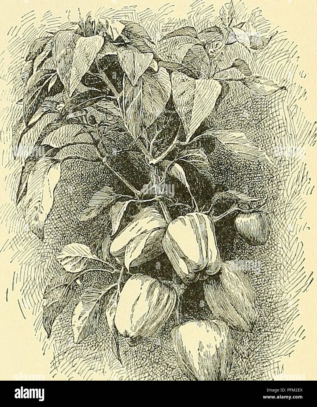 Das Bild zeigt die Peperomia-Pfefferpflanze, die sich besonders auf ihre Eigenschaften wie abkoppelnde Stiele, obovate Blätter und eine pubertierende Unterseite konzentriert. Die auf den Sandwichinseln heimische Pflanze wird entweder als jährliche oder zweijährige Pflanze bezeichnet. Stockfoto