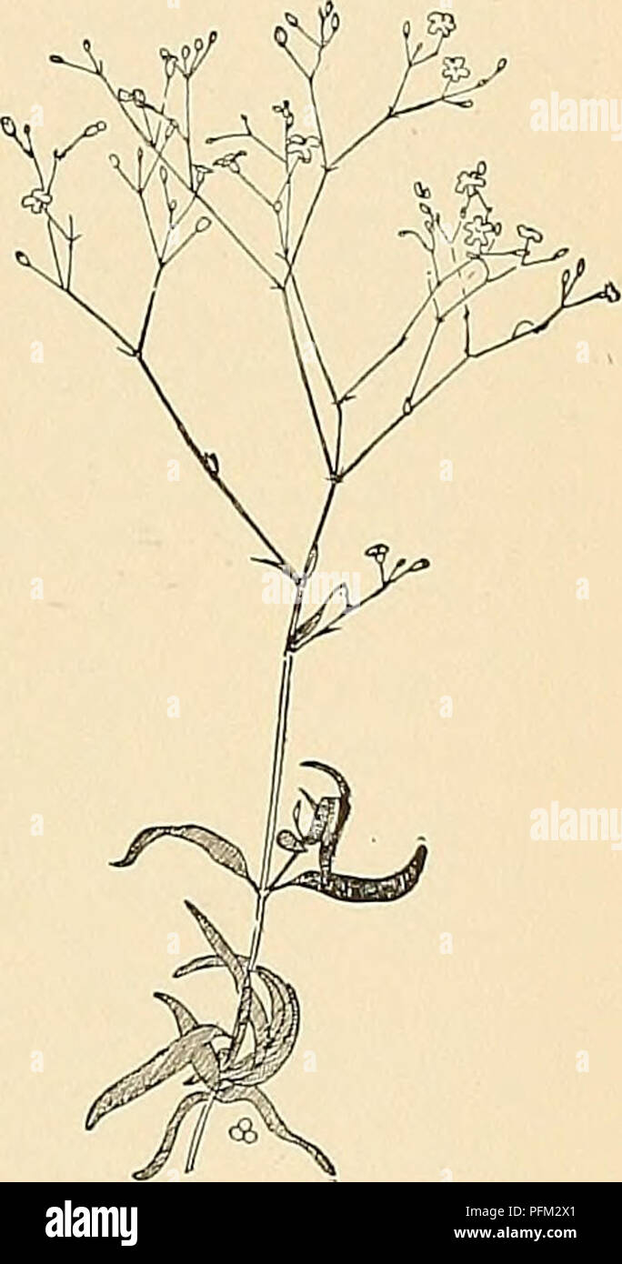 . Cyclopedia der amerikanischen Gartenbau, bestehend aus Anregungen für den Anbau von Gartenpflanzen, Beschreibungen der Arten von Obst, Gemüse, Blumen und Zierpflanzen in den Vereinigten Staaten und in Kanada verkauft, zusammen mit geographischen und Biographische Skizzen. Im Garten arbeiten. B.M. 6699. Gn. 47, S. 422.- Der schleichenden Gewohnheit; Ausgezeichnete für iraklions. BB. Lvs. Lang: pilant kahl oder fast so. Paniculata, Linn. Baby's Atem. Schwein. 1013. Dif-Sicherung und eher hoch wachsenden (2- 0,3 ft.), Forking: lvs. lin-ear-Lanzettlichen, das größte 3 in. lange, sondern immer in Richtung der Blütenstand kleiner, Stockfoto . Cyclopedia der amerikanischen Gartenbau, bestehend aus Anregungen für den Anbau von Gartenpflanzen, Beschreibungen der Arten von Obst, Gemüse, Blumen und Zierpflanzen in den Vereinigten Staaten und in Kanada verkauft, zusammen mit geographischen und Biographische Skizzen. Im Garten arbeiten. B.M. 6699. Gn. 47, S. 422.- Der schleichenden Gewohnheit; Ausgezeichnete für iraklions. BB. Lvs. Lang: pilant kahl oder fast so. Paniculata, Linn. Baby's Atem. Schwein. 1013. Dif-Sicherung und eher hoch wachsenden (2- 0,3 ft.), Forking: lvs. lin-ear-Lanzettlichen, das größte 3 in. lange, sondern immer in Richtung der Blütenstand kleiner, Stockfoto