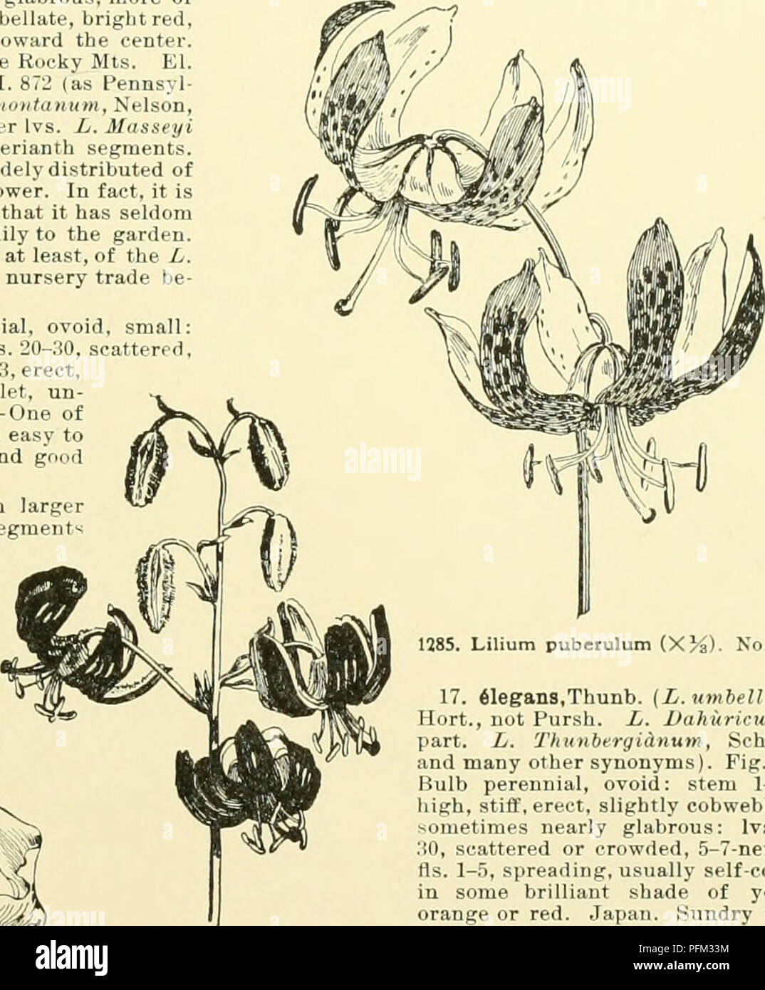 . Cyclopedia der amerikanischen Gartenbau, bestehend aus Anregungen für den Anbau von Gartenpflanzen, Beschreibungen der Arten von Obst, Gemüse, Blumen und Zierpflanzen in den Vereinigten Staaten und in Kanada verkauft, zusammen mit geographischen und Biographische Skizzen, und eine Übersicht über das Pflanzenreich. Gartenarbeit - - Wörterbücher; Pflanzen-- Nordamerika Enzyklopädien. Martafion{'kyi Nr. 25. 1284. Lilium speciosum (X H)-ar.parthen eion, Bäcker {L coridion) vellow fld. var, aufgrund der sehr besten für cultiva. 15. bulblfenim Linn. Glühlampe eiförmig mehrjährig: Stengel 2-4 m hoch Stockfoto