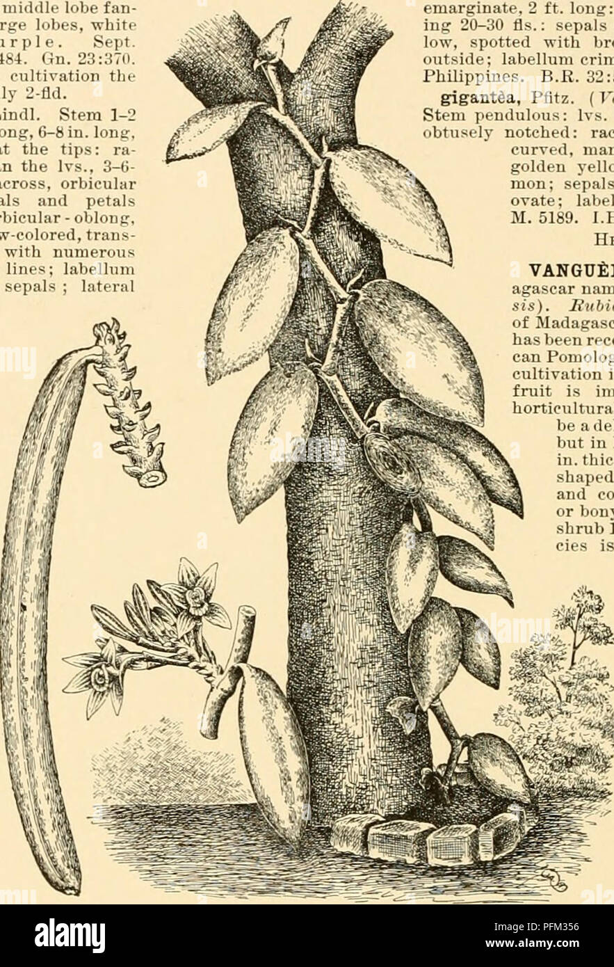 . Cyclopedia der amerikanischen Gartenbau: Bestehend aus Anregungen für den Anbau von Gartenpflanzen, Beschreibungen der Arten von Obst, Gemüse, Blumen und Zierpflanzen in den Vereinigten Staaten und in Kanada verkauft, zusammen mit geographischen und Biographische Skizzen. Gartenbau, Gartenbau, Gartenbau, Gartenbau. 1900 VANDA Sept. Birma. B.M. 41 U B.R. 21: 1809. Uhr 5: 193. K.H. 1856: 421. Gt. 43: 1404. G.C. Ii. 20: 273; III. 27:307. S.H. 2: 385. Auf. 42:876.- eine Anlage von Straggling Gewohnheit, aber mit sehr schönen Fls. Var. Andersoni, Hort., hat der Fls. grösser und stärker gefärbt. 18. Uhr Stockfoto