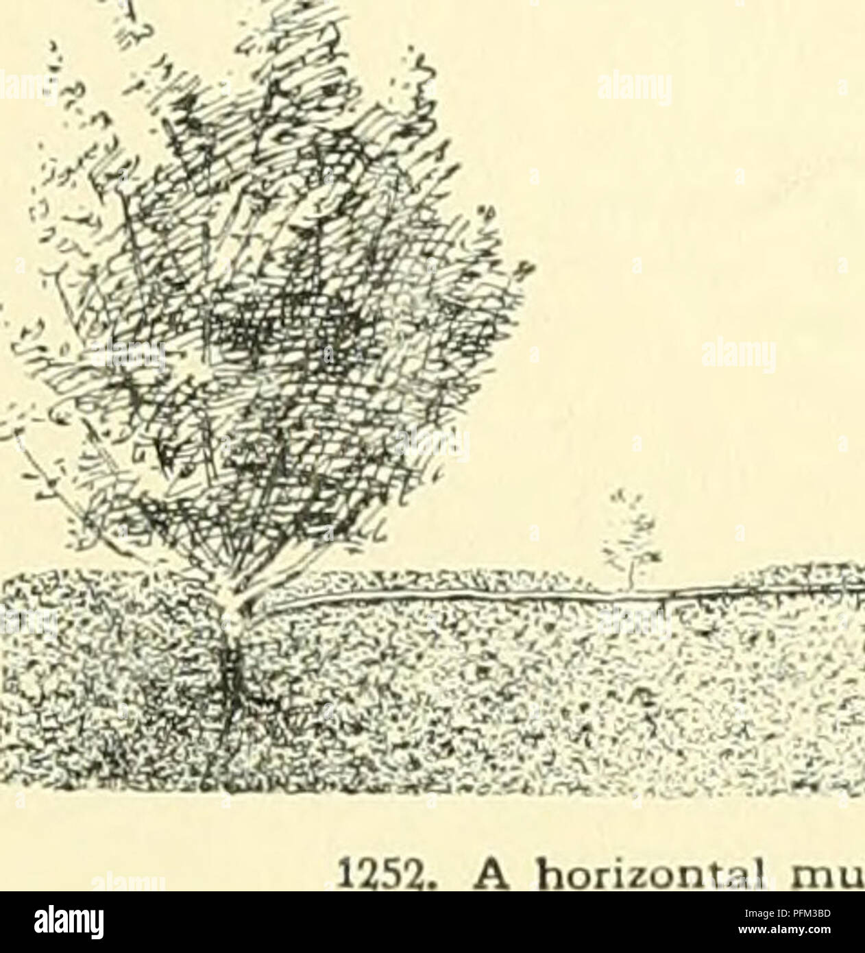 . Cyclopedia der amerikanischen Gartenbau, bestehend aus Anregungen für den Anbau von Gartenpflanzen, Beschreibungen der Arten von Obst, Gemüse, Blumen und Zierpflanzen in den Vereinigten Staaten und in Kanada verkauft, zusammen mit geographischen und Biographische Skizzen, und eine Übersicht über das Pflanzenreich. Gartenarbeit - - Wörterbücher; Pflanzen-- Nordamerika Enzyklopädien. 1351. Alr-Layerme: isb, seine reichlich villous Haare viel kürzer thantheawn-förmige Borsten, die lange sind plumose unterhalb der Mitte - dle. Diese und die nächste haben ein paar kleine, verstreut, gestielten Drüsen, die Wollen fr Stockfoto