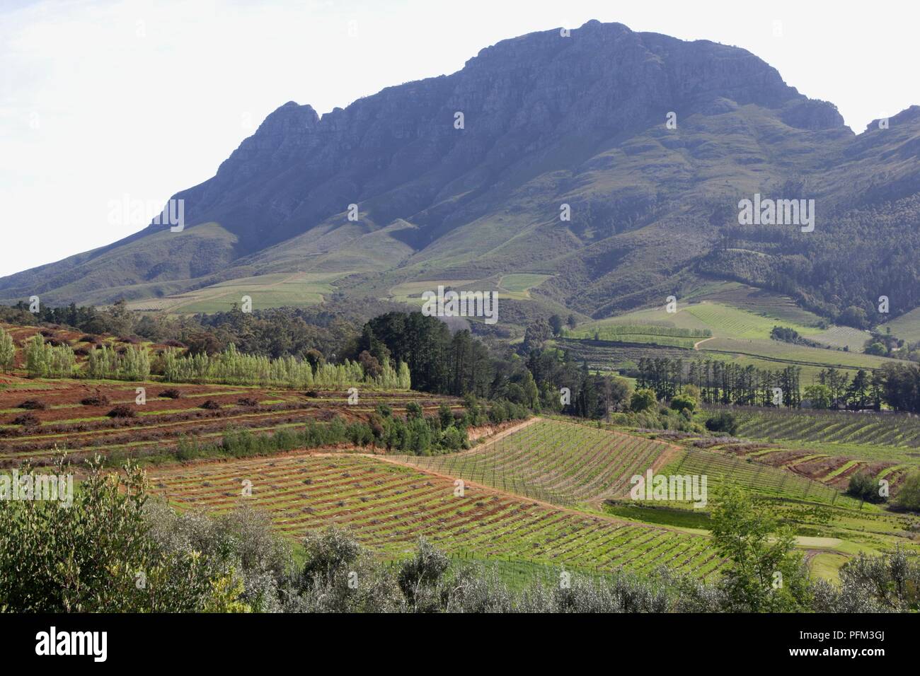 Südafrika, Franschhoek, Blick auf Weinberge mit einem Berg im Hintergrund Stockfoto
