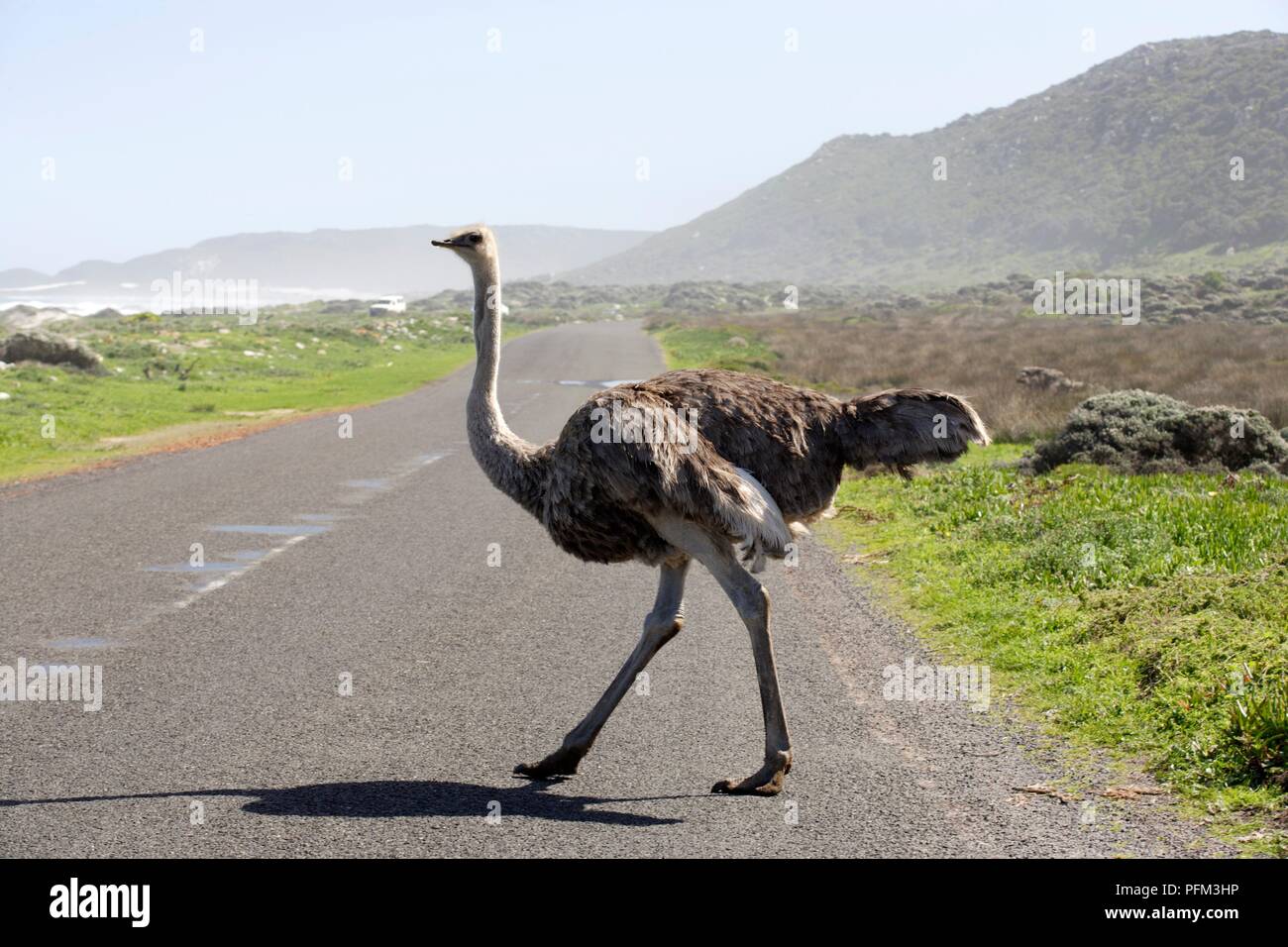 Südafrika, Western Cape, wild Strauß Überqueren einer Straße Stockfoto