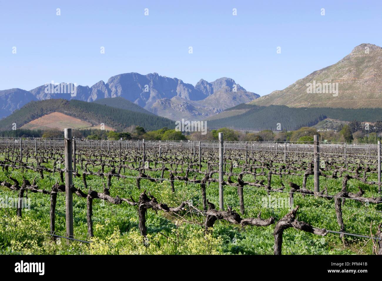 Südafrika, Franschhoek, Weinberg mit Bergen im Hintergrund Stockfoto