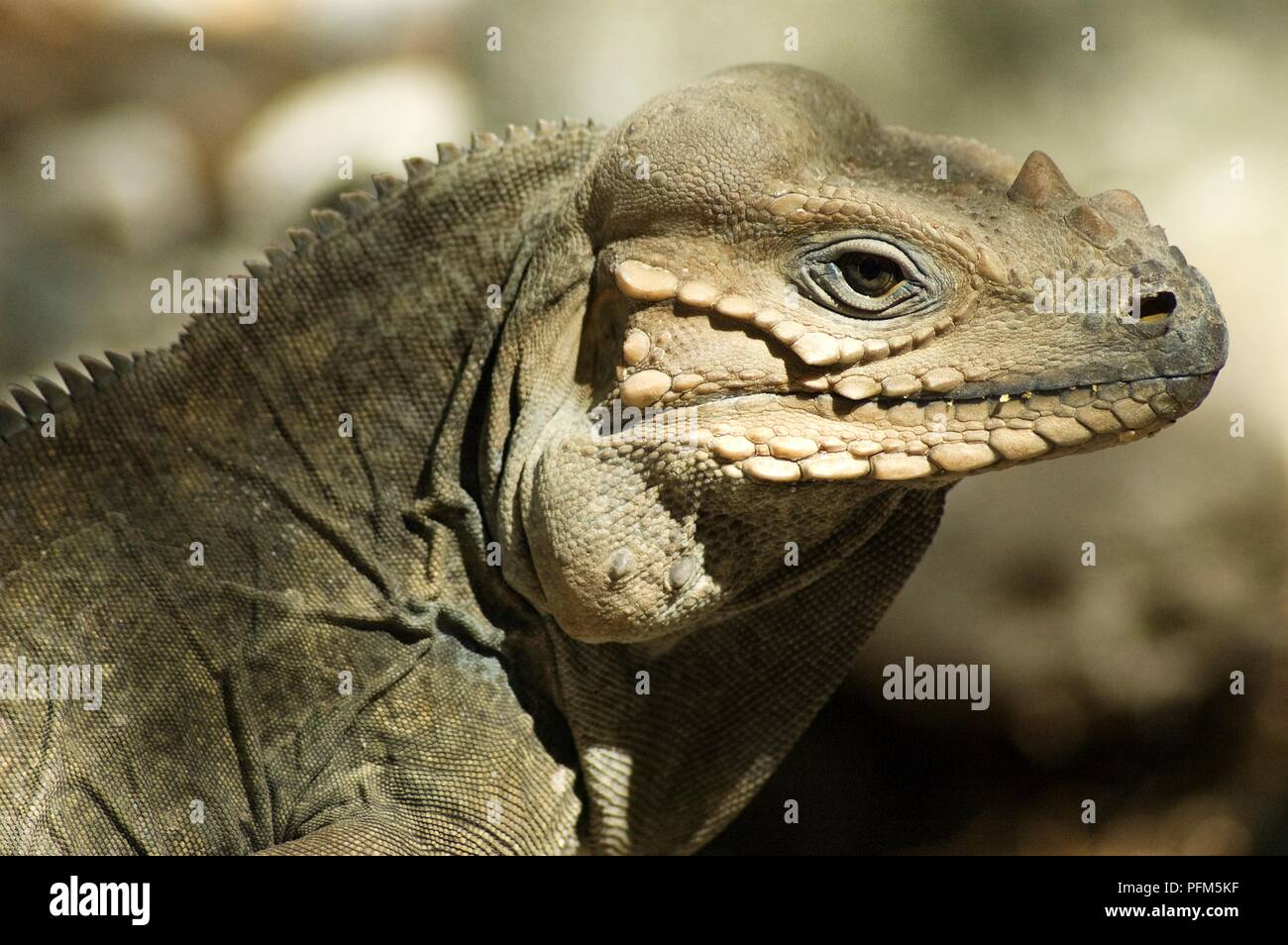 Dominikanische Republik, Lago Enriquillo, Isla Cabritos, Rhinoceros iguana (Cyclura cornuta) im Profil Stockfoto