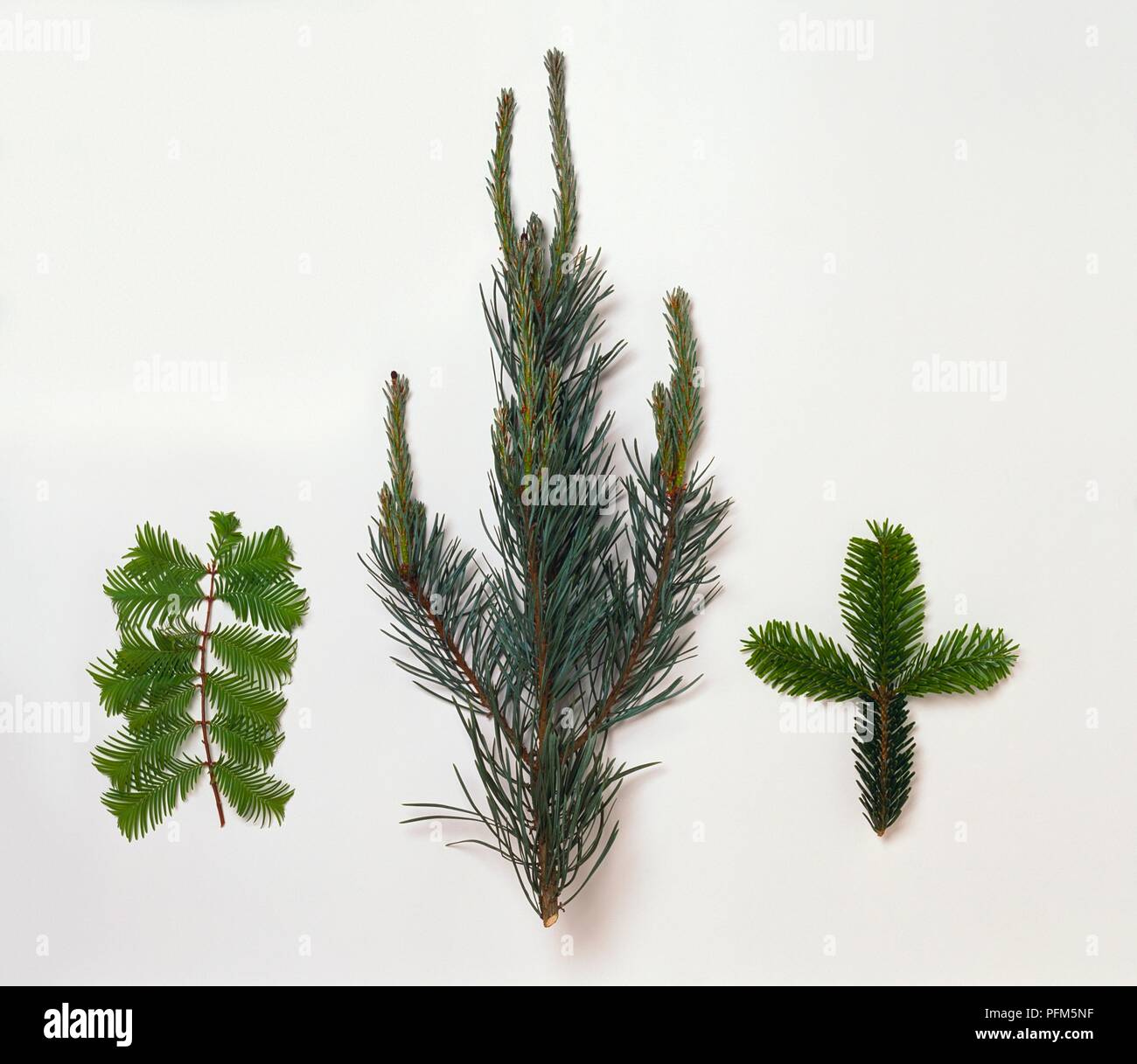 Verschiedene Arten von Nadelbaum, Blätter, Laub- und immergrünen Stockfoto