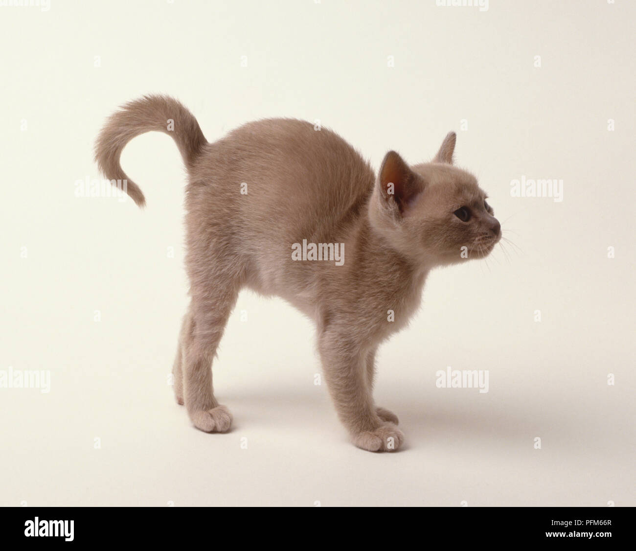 Grau-braune Katze (Felis catus) stehen und wölbt den Rücken, Seitenansicht Stockfoto