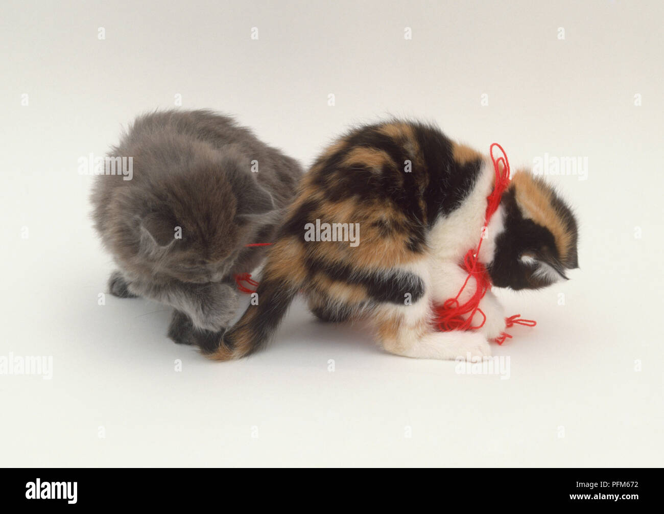 Zwei Jungtiere (Felis catus) beim Spielen mit dem roten Garn, Seitenansicht Stockfoto