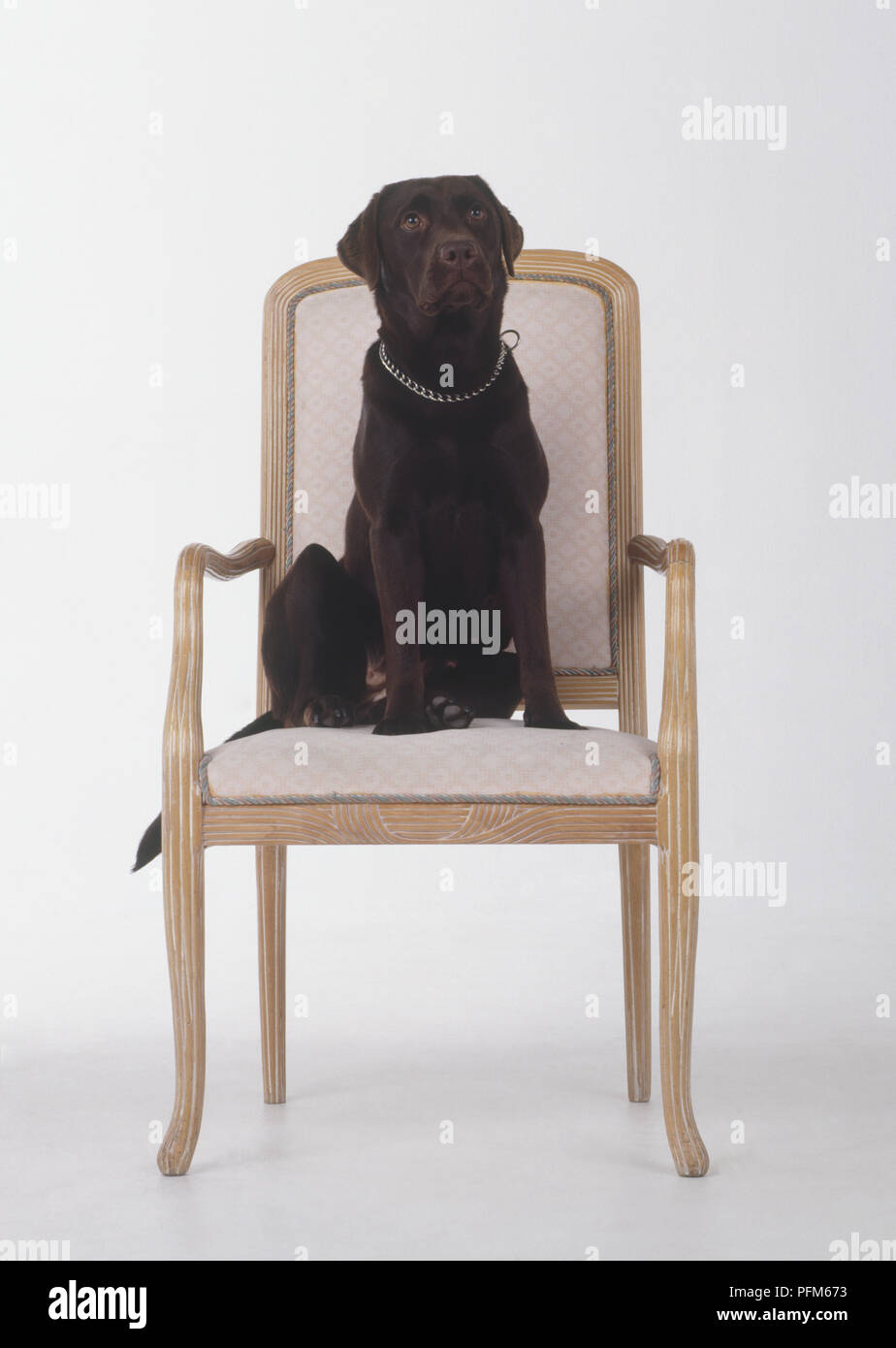 Schwarzer Labrador (Canis familiaris) auf einem Stuhl sitzend, Vorderansicht Stockfoto