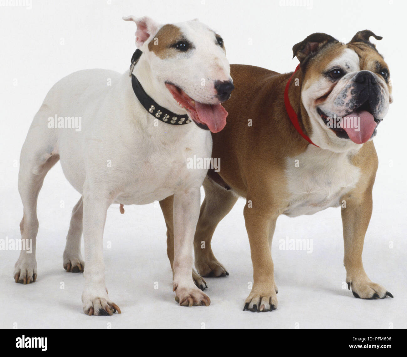 English Bull Terrier und Englische Bulldogge (Canis familiaris) nebeneinander stehen, beide an der Leine mit ihrer Zunge heraus hängen Stockfoto