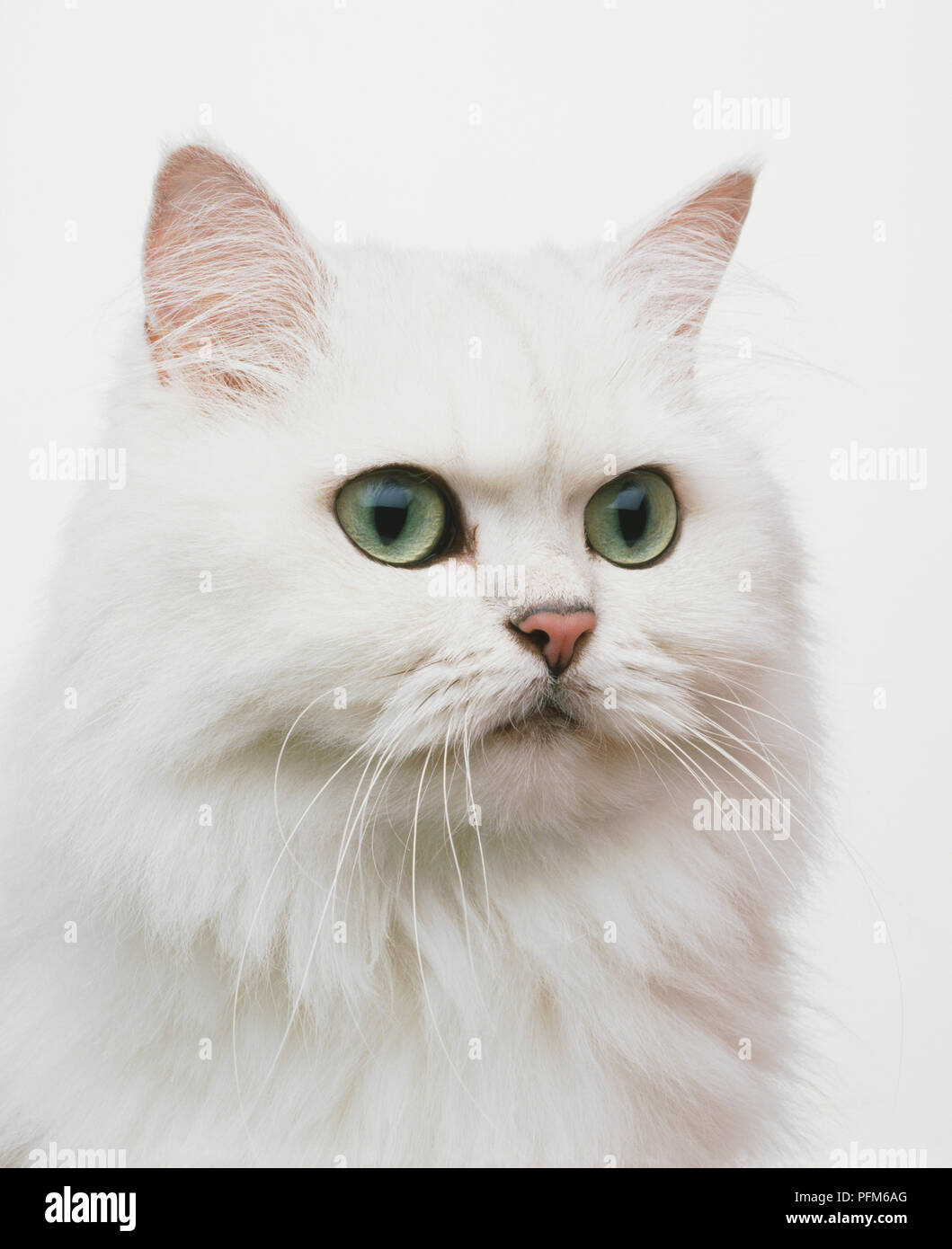 Der Kopf einer weißen Katze. Stockfoto