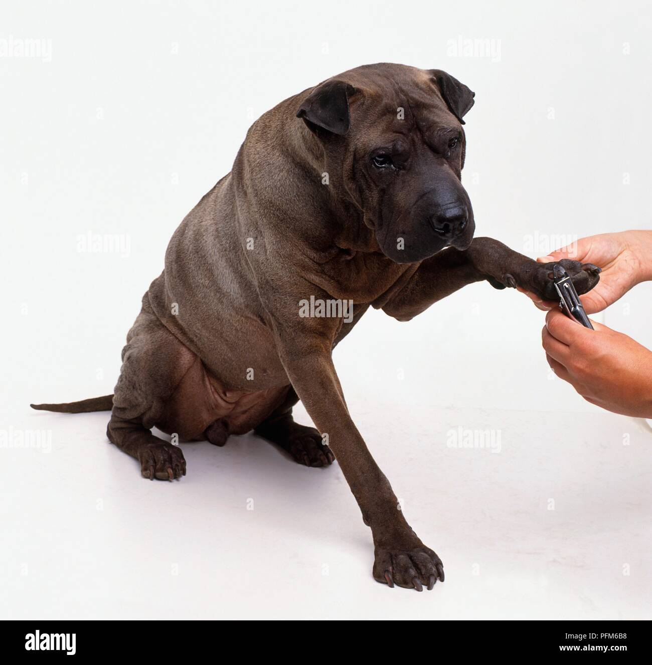 Schneiden Nägel eines Hundes mit nagelknipser Stockfoto