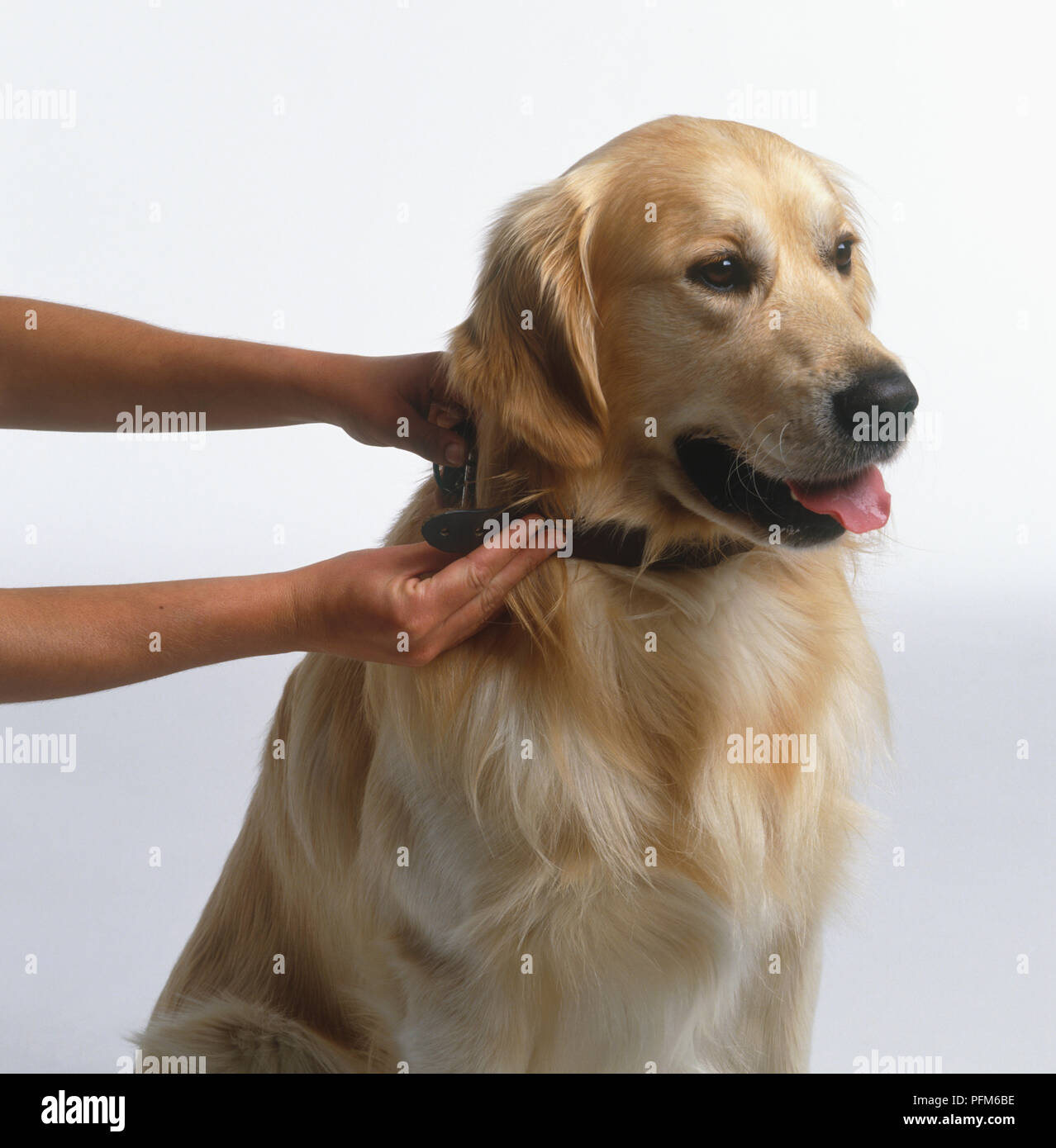 Hände anziehen Halsband an den Hals von Labrador Stockfoto