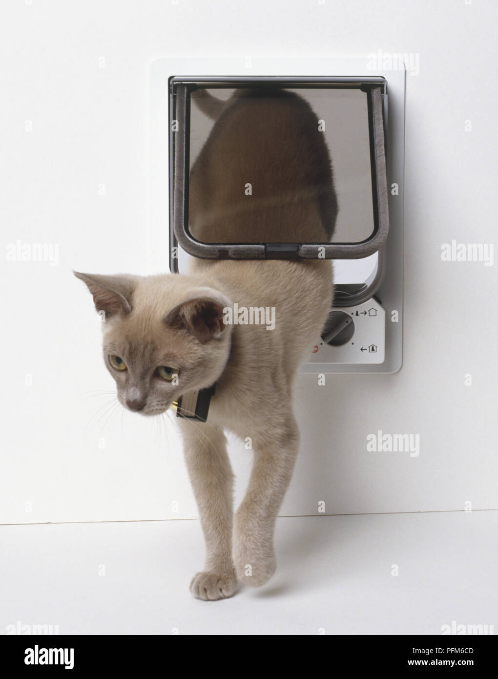 Eine grau-braune Katze kommt durch eine Katzenklappe Stockfoto