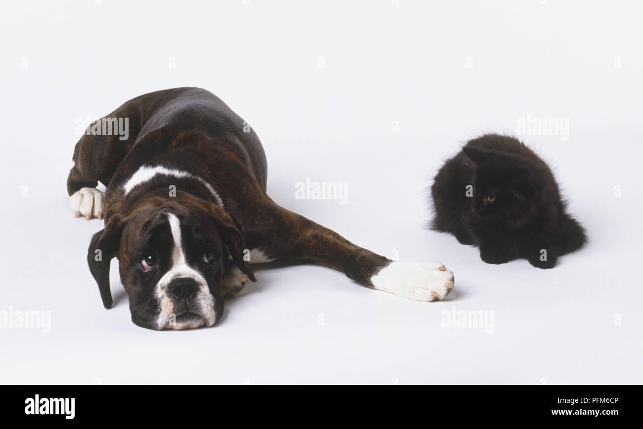 Boxer verlängert seine Pfote auf ein schwarzes Kätzchen, liegend und es Stockfoto