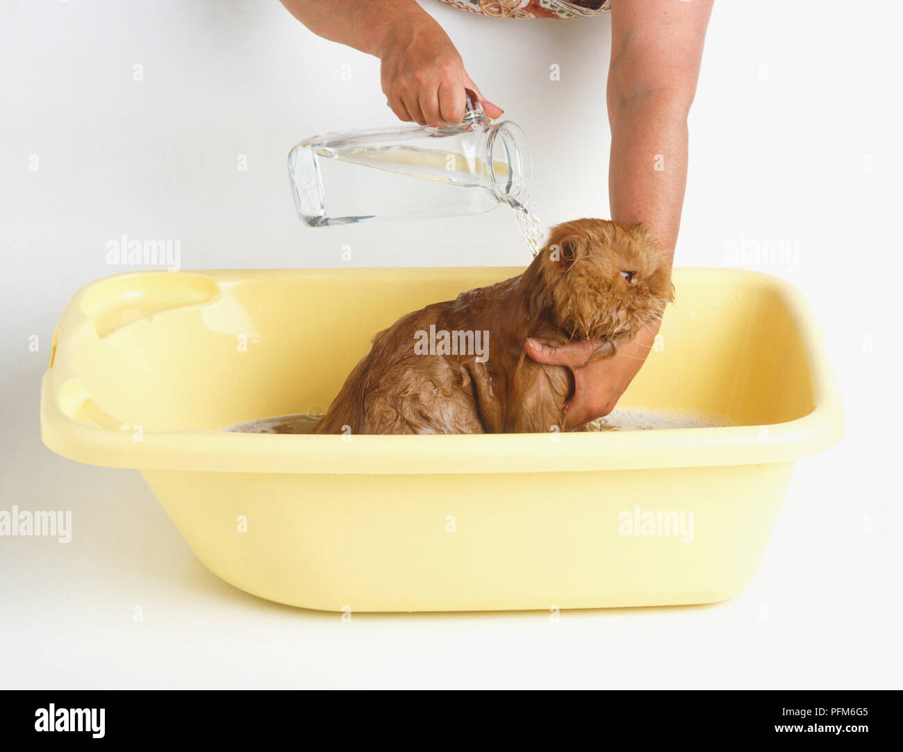 Eine Katze in einer Plastik Schüssel mit warmem Wasser abgespült werden. Stockfoto