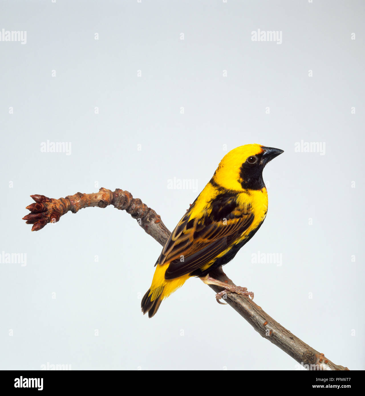 Golden Bischof (Euplectes Afer), gelber und schwarzer Vogel auf einem Zweig Stockfoto
