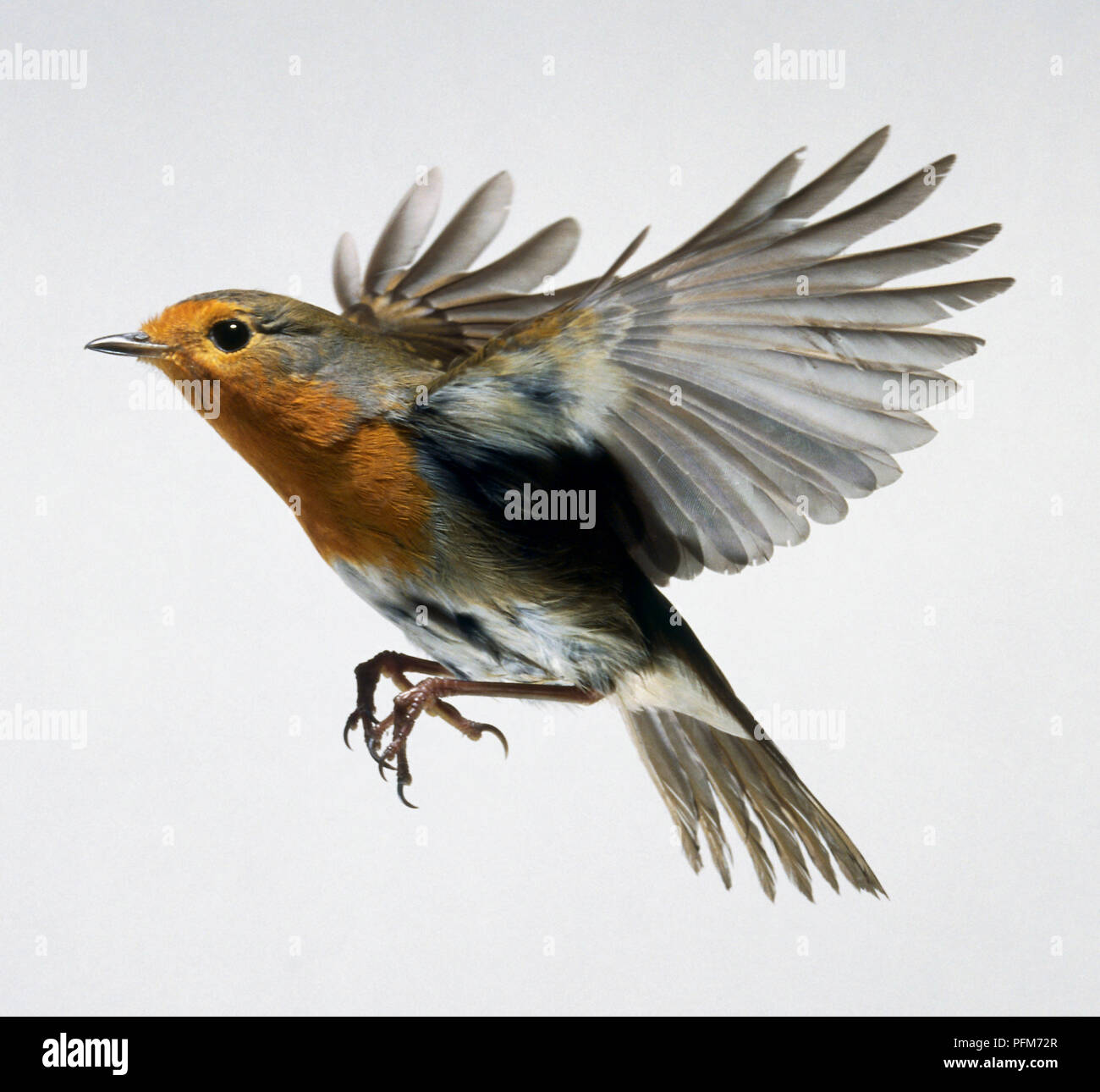 Europäische Robin (Erithacus Rubecula) im Flug, Seitenansicht, in der Nähe Stockfoto