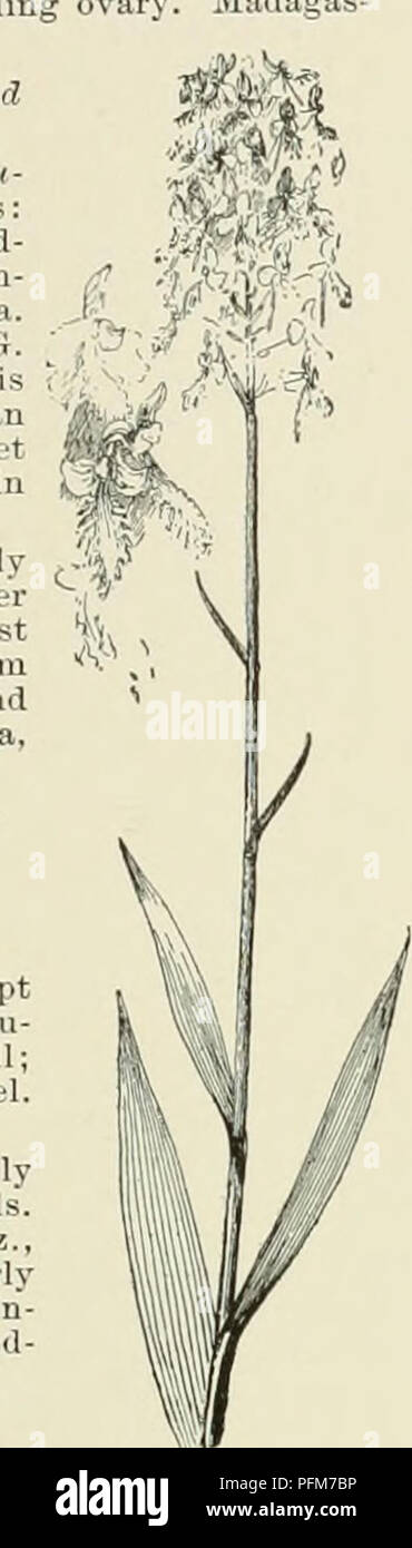 . Cyclopedia der amerikanischen Gartenbau, bestehend aus Anregungen für den Anbau von Gartenpflanzen, Beschreibungen der Arten von Obst, Gemüse, Blumen und Zierpflanzen in den Vereinigten Staaten und in Kanada verkauft, zusammen mit geographischen und Biographische Skizzen. Im Garten arbeiten. HABENARIA 9. cristata, R. Br. Kleiner: Fls. sehr viel kleiner; Zahnriemen; Sporn Blütenblätter nur wenig über der Lippe. Juli. New Jersey zu La in der Nähe der Küste. B.B. 1: 464. BB Colot cmnahar oranqe Oie Kelchblätter led außerhalb 10 cmnabarlna Rolf', 5 m kranken Stammzellen leif Lippe 3 Midagas HABENARIA 707> beschmutzt;/ntid Mitte Blütenblatt ICH ICH ICH ES 1. Stockfoto . Cyclopedia der amerikanischen Gartenbau, bestehend aus Anregungen für den Anbau von Gartenpflanzen, Beschreibungen der Arten von Obst, Gemüse, Blumen und Zierpflanzen in den Vereinigten Staaten und in Kanada verkauft, zusammen mit geographischen und Biographische Skizzen. Im Garten arbeiten. HABENARIA 9. cristata, R. Br. Kleiner: Fls. sehr viel kleiner; Zahnriemen; Sporn Blütenblätter nur wenig über der Lippe. Juli. New Jersey zu La in der Nähe der Küste. B.B. 1: 464. BB Colot cmnahar oranqe Oie Kelchblätter led außerhalb 10 cmnabarlna Rolf', 5 m kranken Stammzellen leif Lippe 3 Midagas HABENARIA 707> beschmutzt;/ntid Mitte Blütenblatt ICH ICH ICH ES 1. Stockfoto