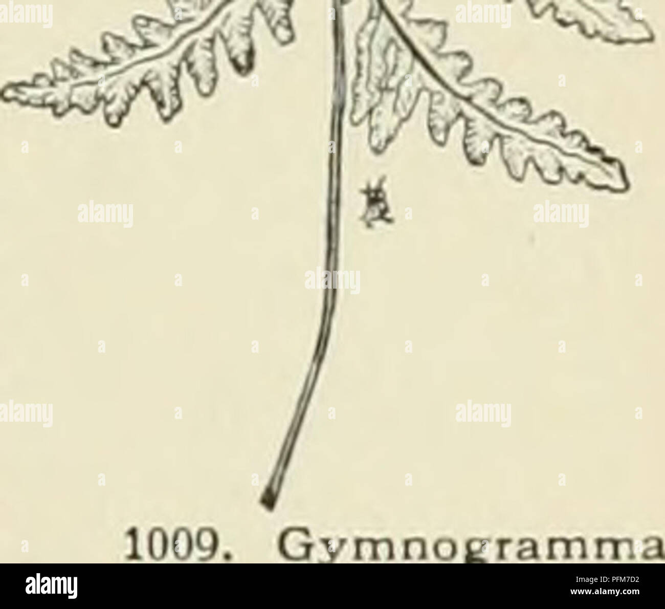 . Cyclopedia der amerikanischen Gartenbau, bestehend aus Anregungen für den Anbau von Gartenpflanzen, Beschreibungen der Arten von Obst, Gemüse, Blumen und Zierpflanzen in den Vereinigten Staaten und in Kanada verkauft, zusammen mit geographischen und Biographische Skizzen. Gartenarbeit. Braun, hängende ungeöffnete aller Winter. Anfang Sommer. S. Ontario zu Penn, Tenn., Minn., Xeb. und indischen Terr. Ss 3: 123, 124. Rechts 1897, S. 491. B.B. 2: 201. G. Chininsis. Baill., mit kleineren Rauch dicker Pods, ist nicht Kult. 6 YMN 0 GEAMMA (Griechisch, ein Nal'I I n.j.l I'. iiis oder Silber Farne. Zwei Arten kommen in den W Stockfoto . Cyclopedia der amerikanischen Gartenbau, bestehend aus Anregungen für den Anbau von Gartenpflanzen, Beschreibungen der Arten von Obst, Gemüse, Blumen und Zierpflanzen in den Vereinigten Staaten und in Kanada verkauft, zusammen mit geographischen und Biographische Skizzen. Gartenarbeit. Braun, hängende ungeöffnete aller Winter. Anfang Sommer. S. Ontario zu Penn, Tenn., Minn., Xeb. und indischen Terr. Ss 3: 123, 124. Rechts 1897, S. 491. B.B. 2: 201. G. Chininsis. Baill., mit kleineren Rauch dicker Pods, ist nicht Kult. 6 YMN 0 GEAMMA (Griechisch, ein Nal'I I n.j.l I'. iiis oder Silber Farne. Zwei Arten kommen in den W Stockfoto