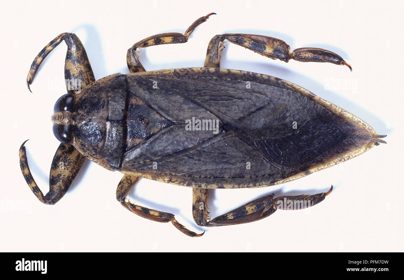 Waterbug, Lethocerus grandis, mit einem breiten, flachen Körper, wies Thorax, und kurze große vordere Beine, oben betrachten. Stockfoto