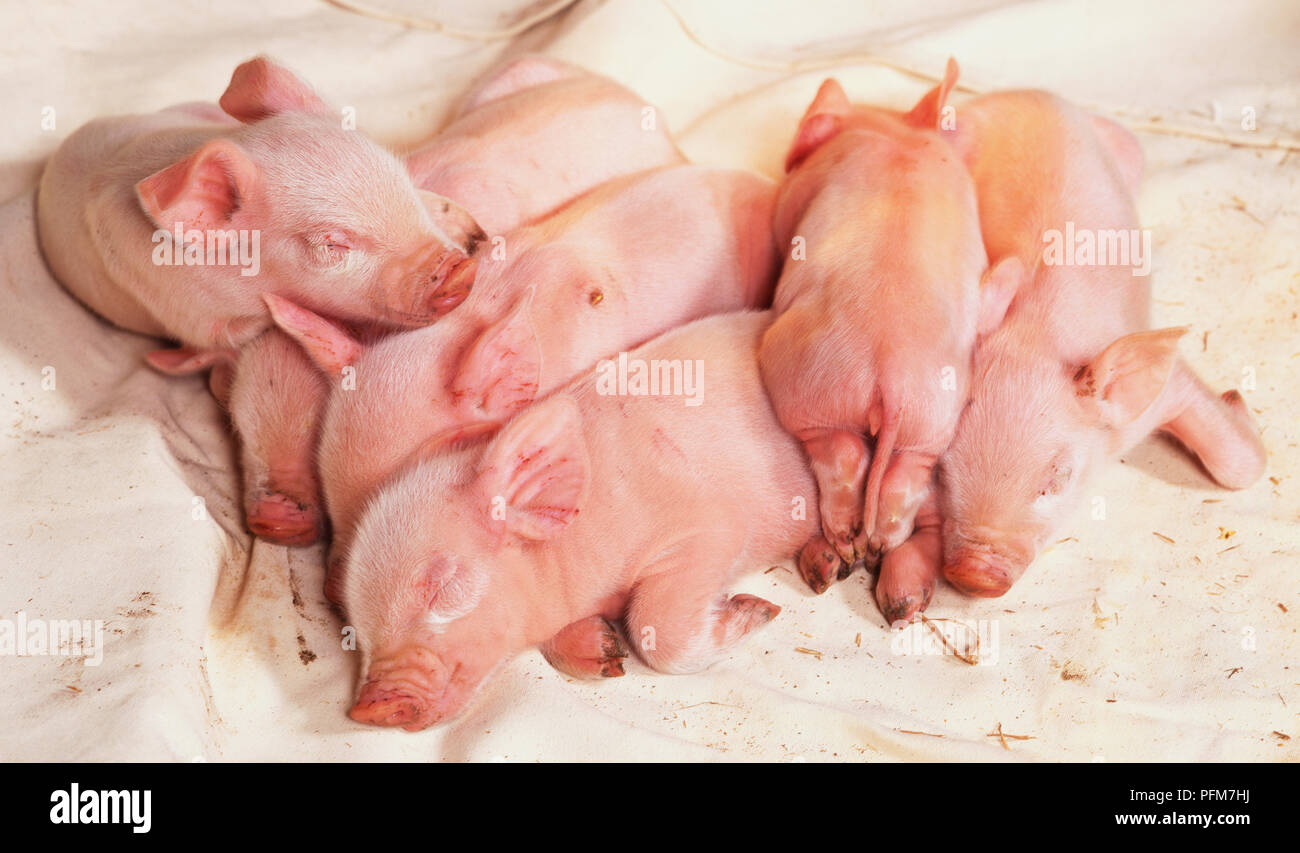 Vorderansicht des fünf zwei Tage alten sleepy Rosa Ferkel, im Stroh Stockfoto