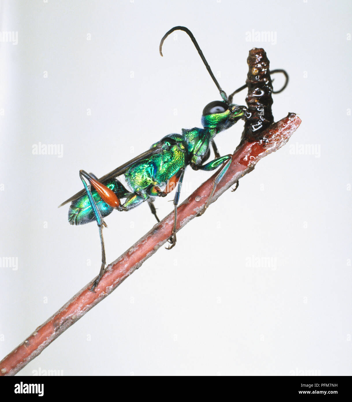 Kakerlake - Jagd oder Jewel Wasp, Ampulex compressa, auf einem Stock. Stockfoto
