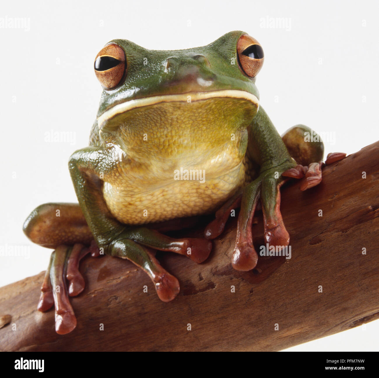 Weiß lippig Laubfrosch Stockfoto