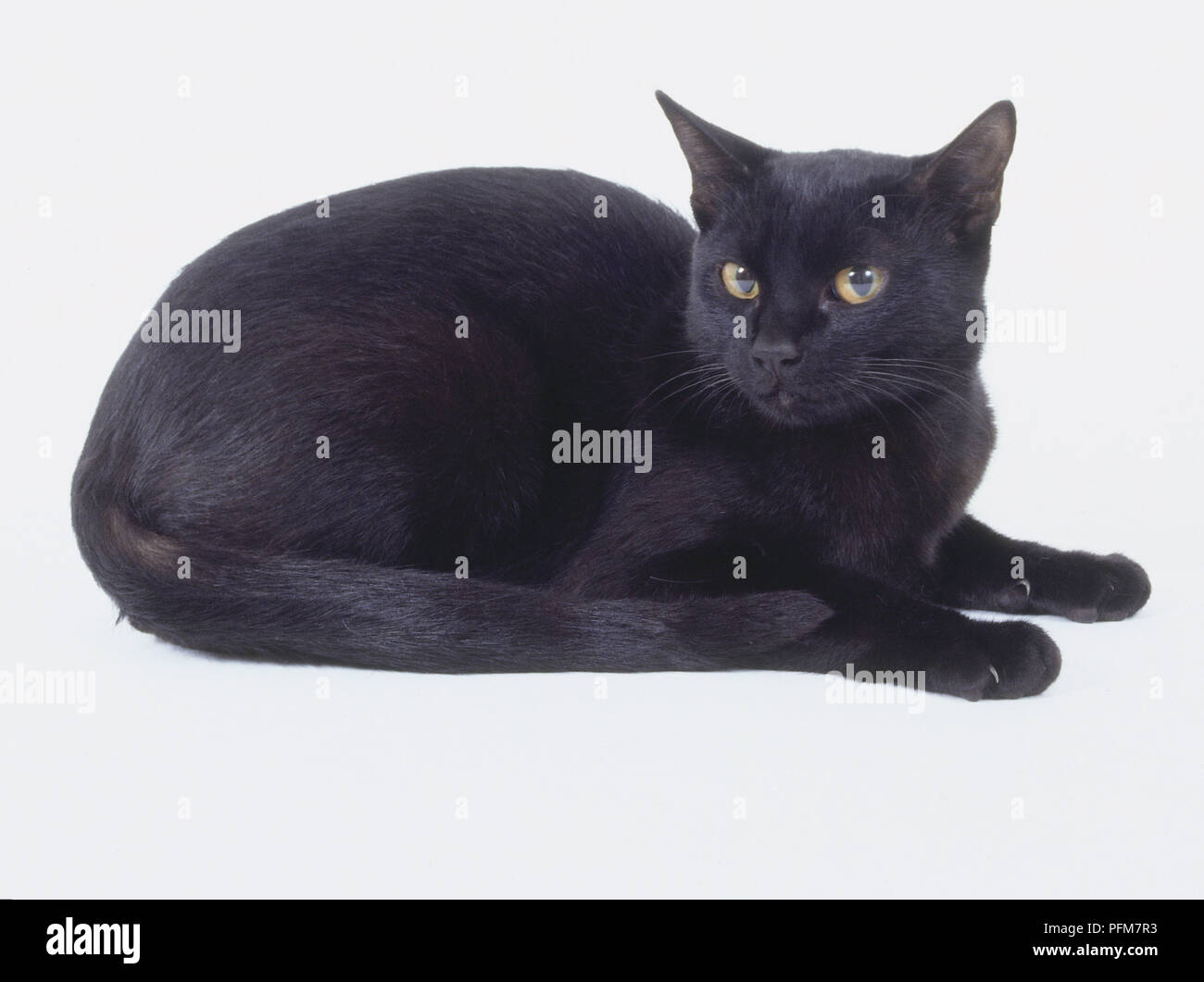 Schwarze Bombay Katze mit dichten Strahl - schwarzes Fell und leuchtende Augen, liegen. Stockfoto